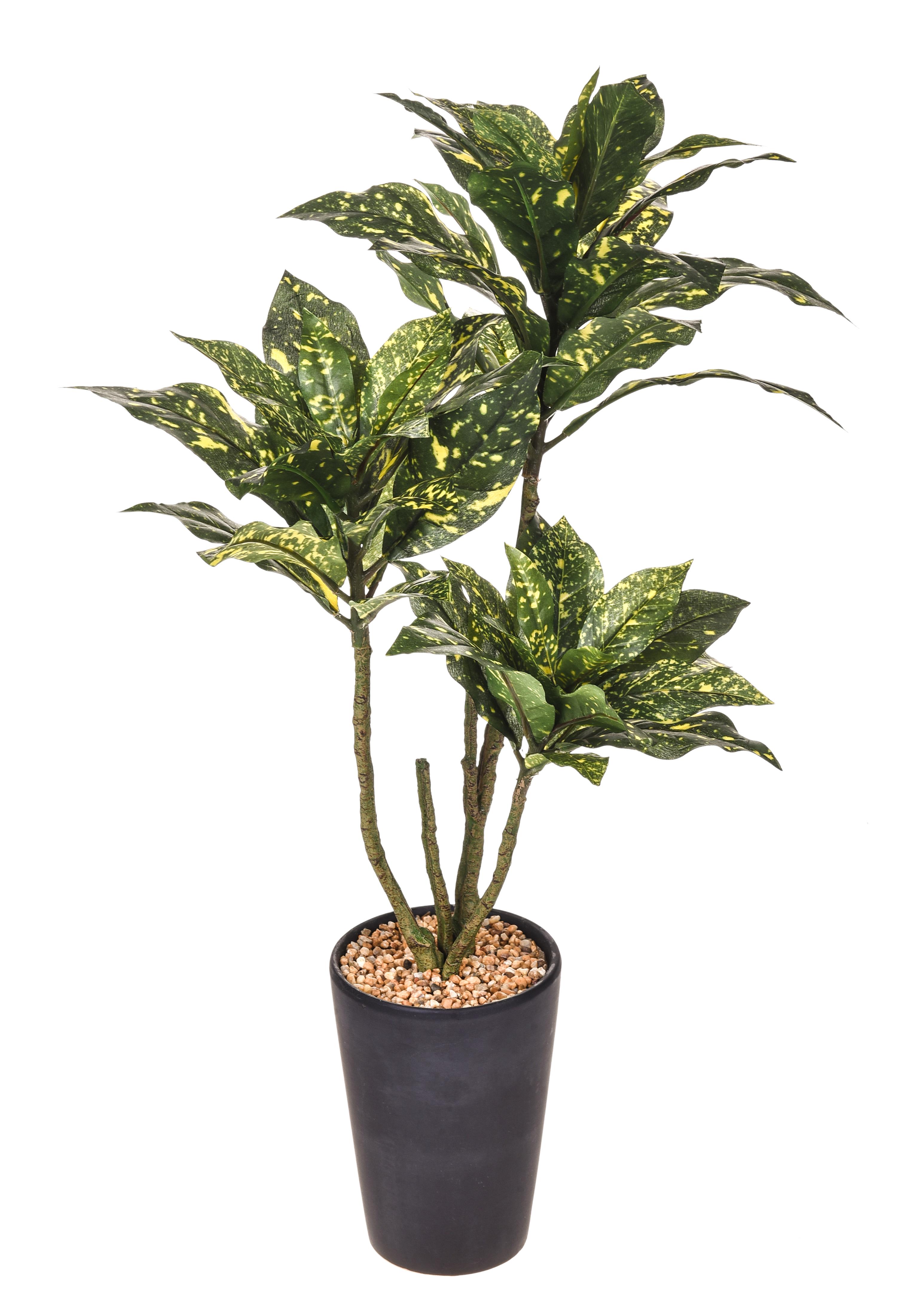 AUCUBA 55 CM X 55 F. C/VASO