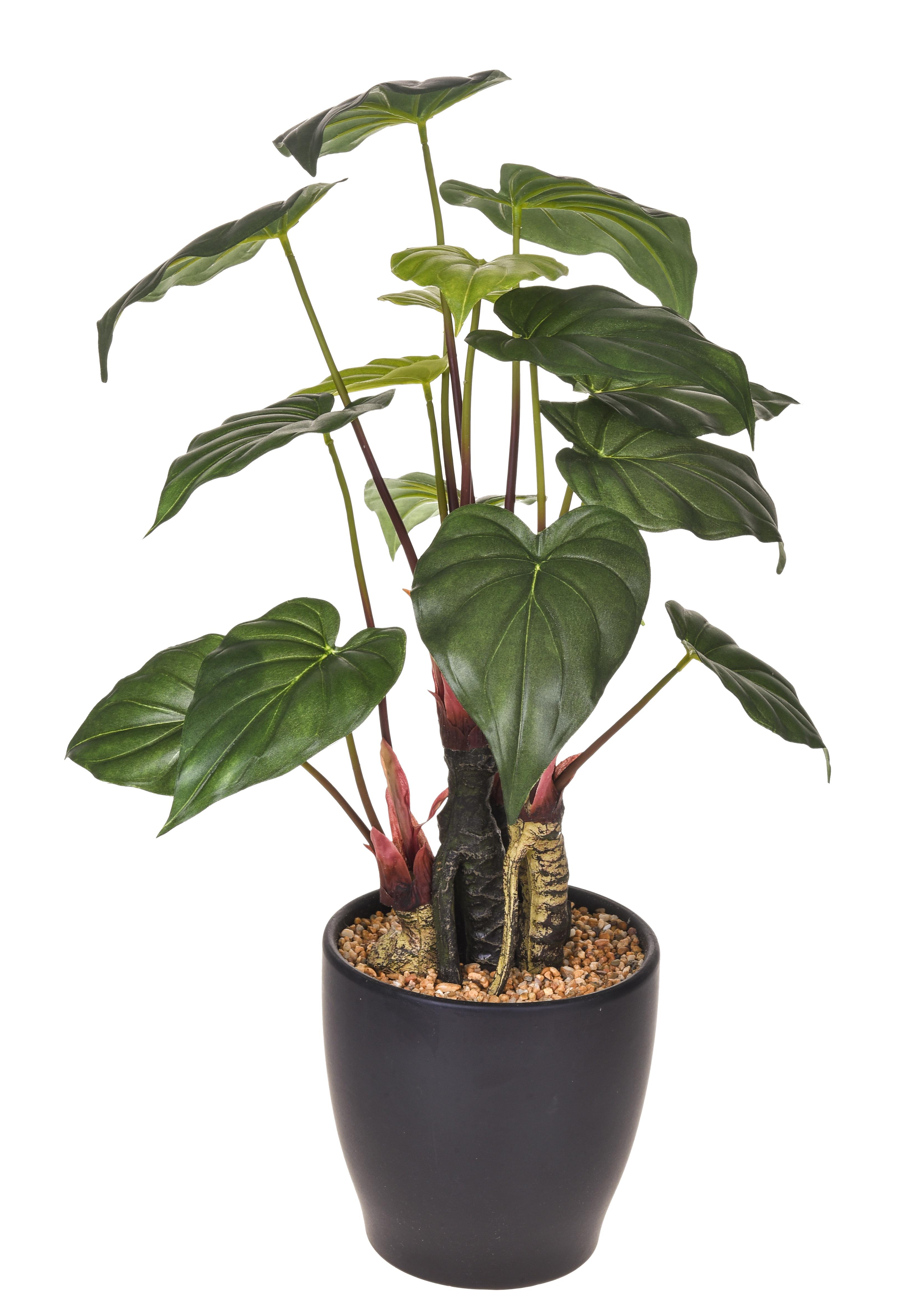 ANTHURIUM 15 FGL 56 CM C/VASO