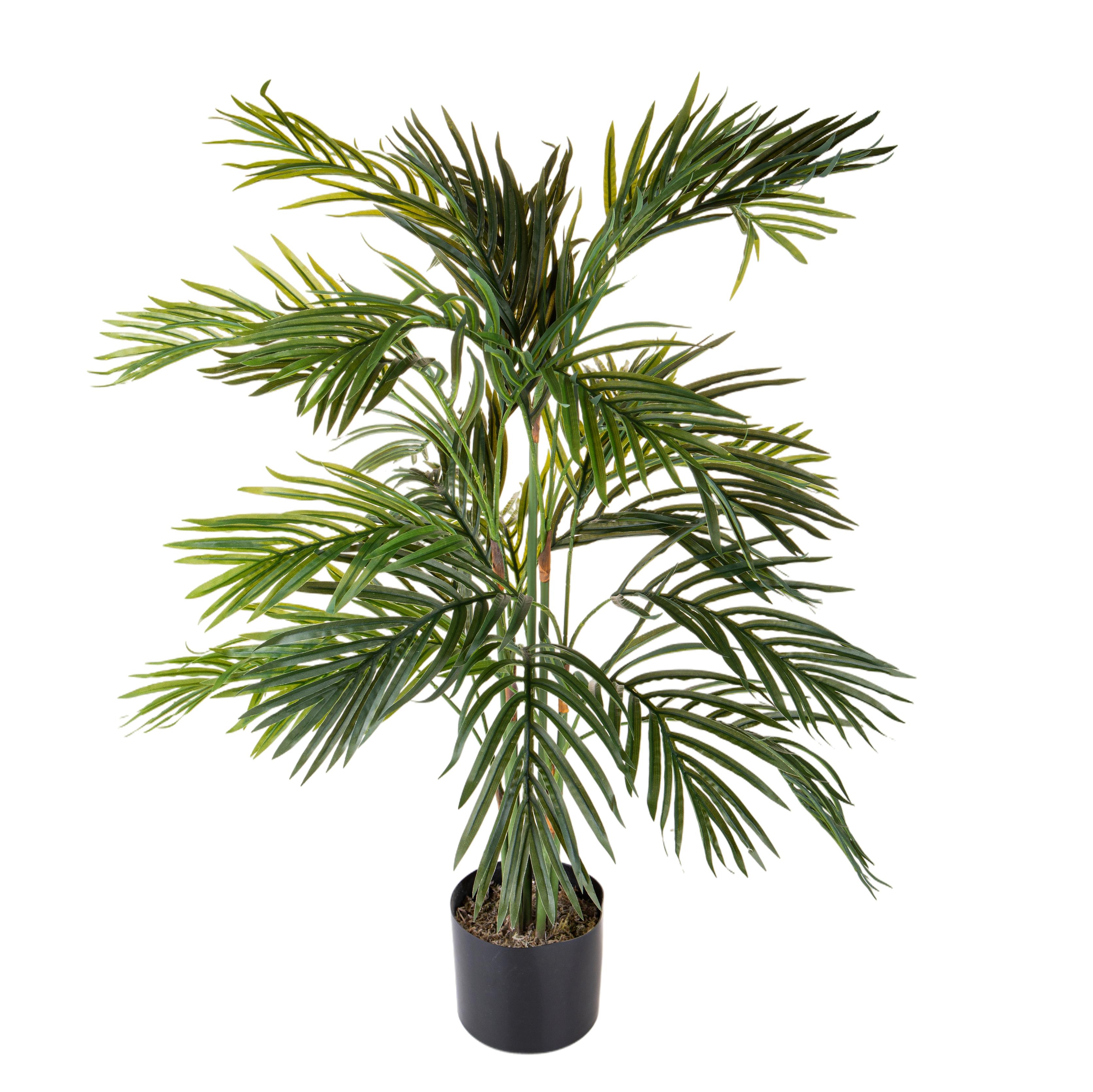 PLANTS, Big Potted Plants, ARECA 95 CM 27 FGL C/VASO