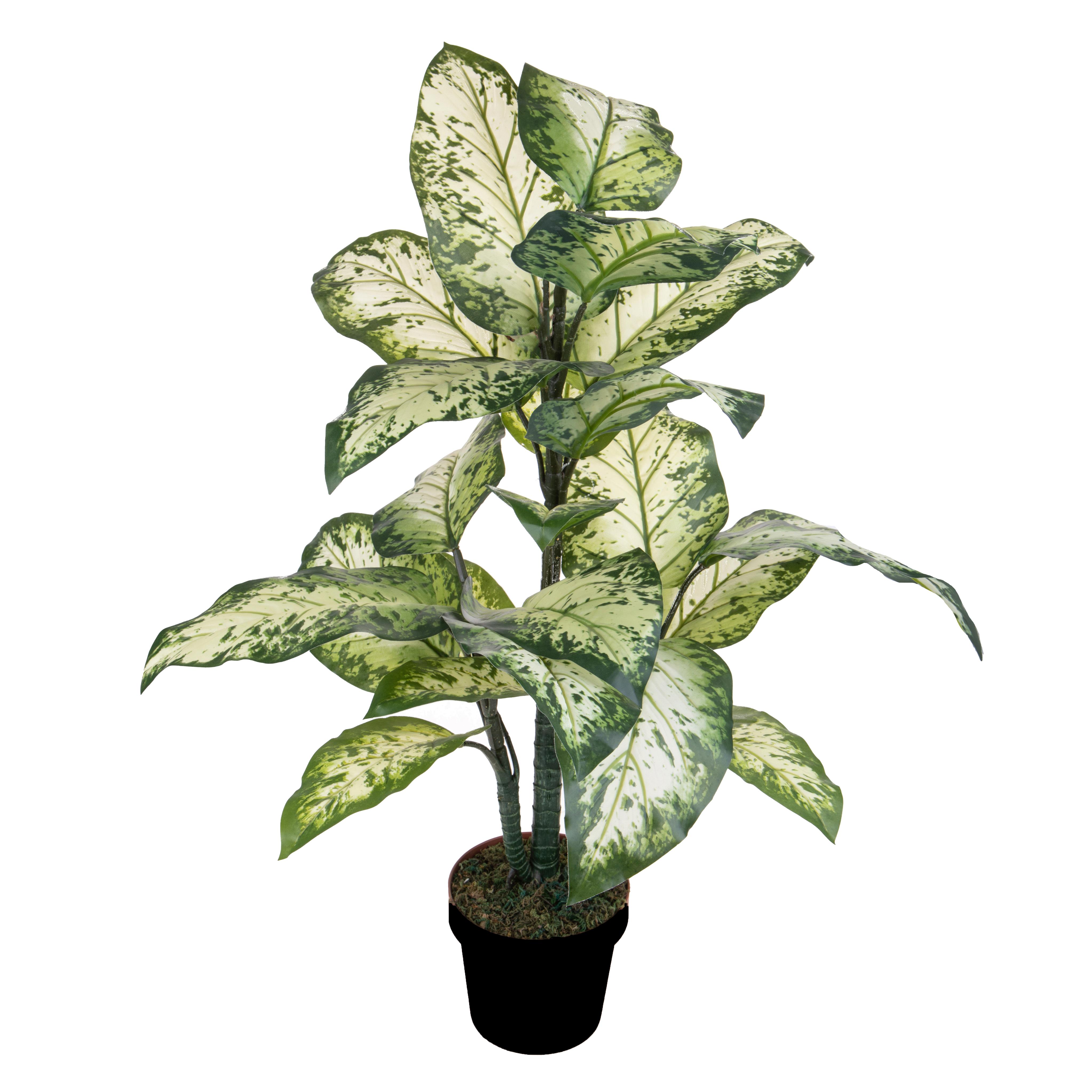AGLAONEMA 100 CM 22 FGL C/VASO