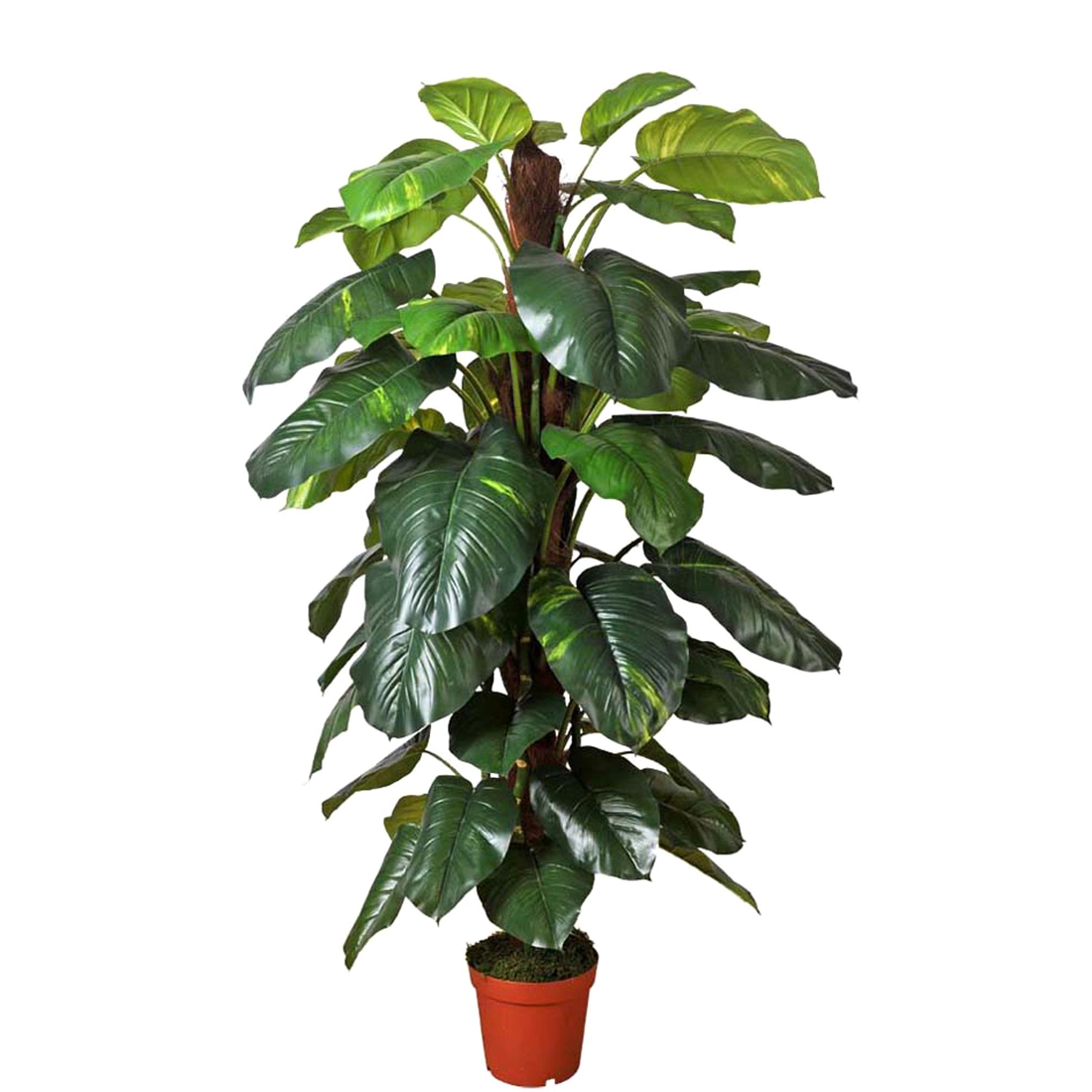 POTHOS 188 CM 45 FGL C/VASO**SC