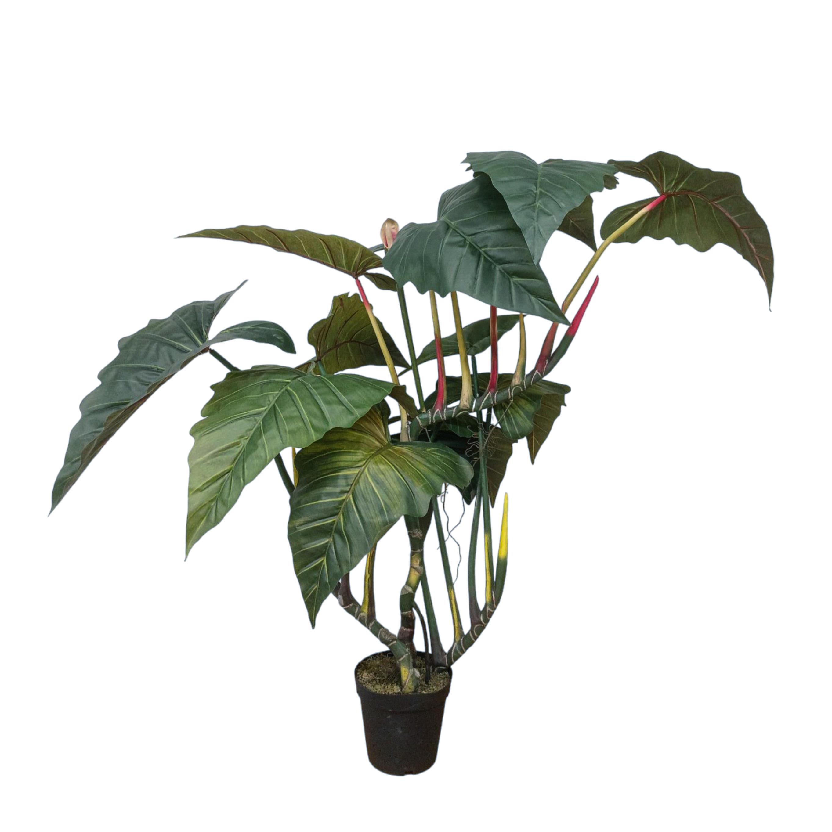 COLOCASIA ESCULENTA 170 CM C/VASO