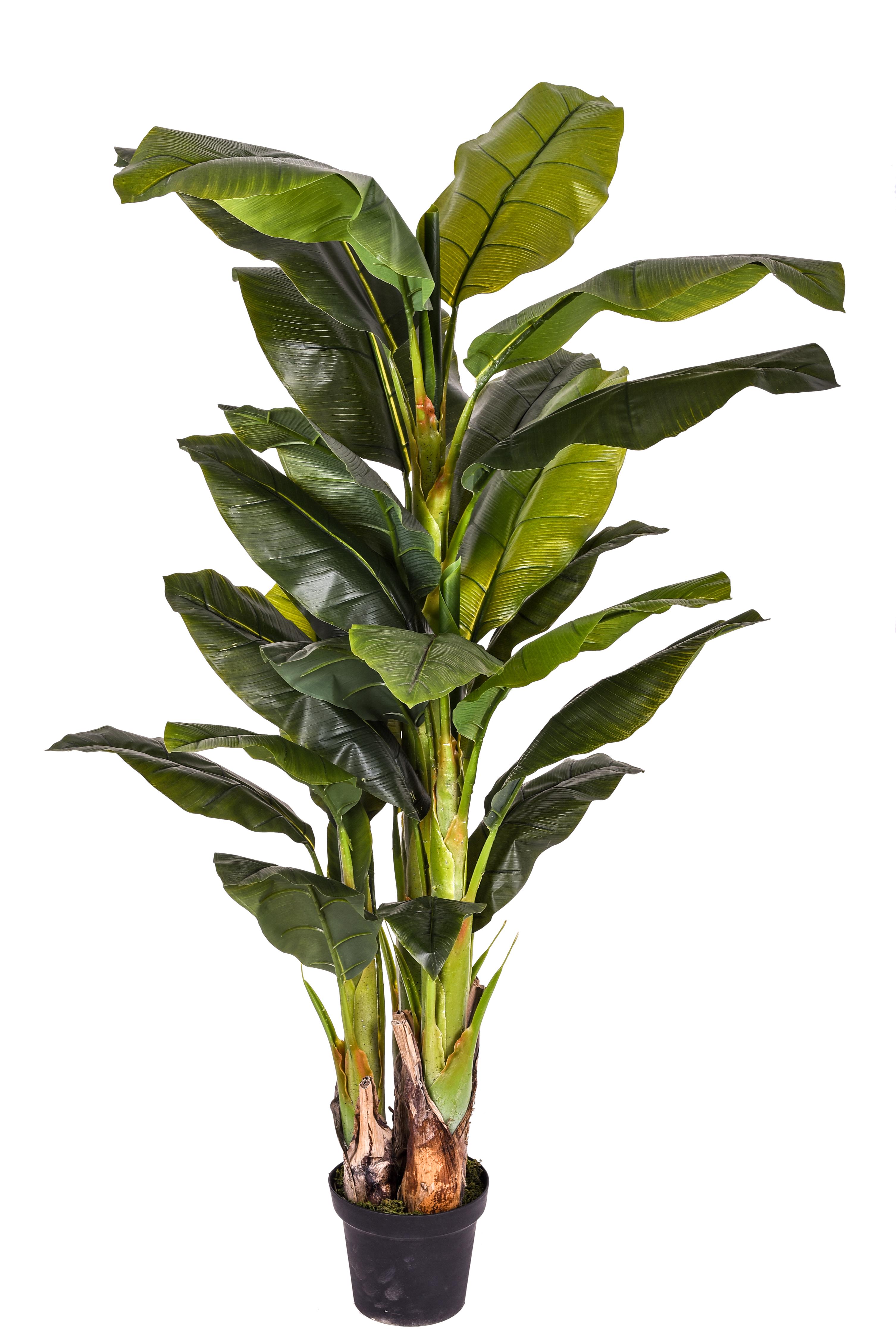 BANANO 180 CM 25 FGL C/VASO