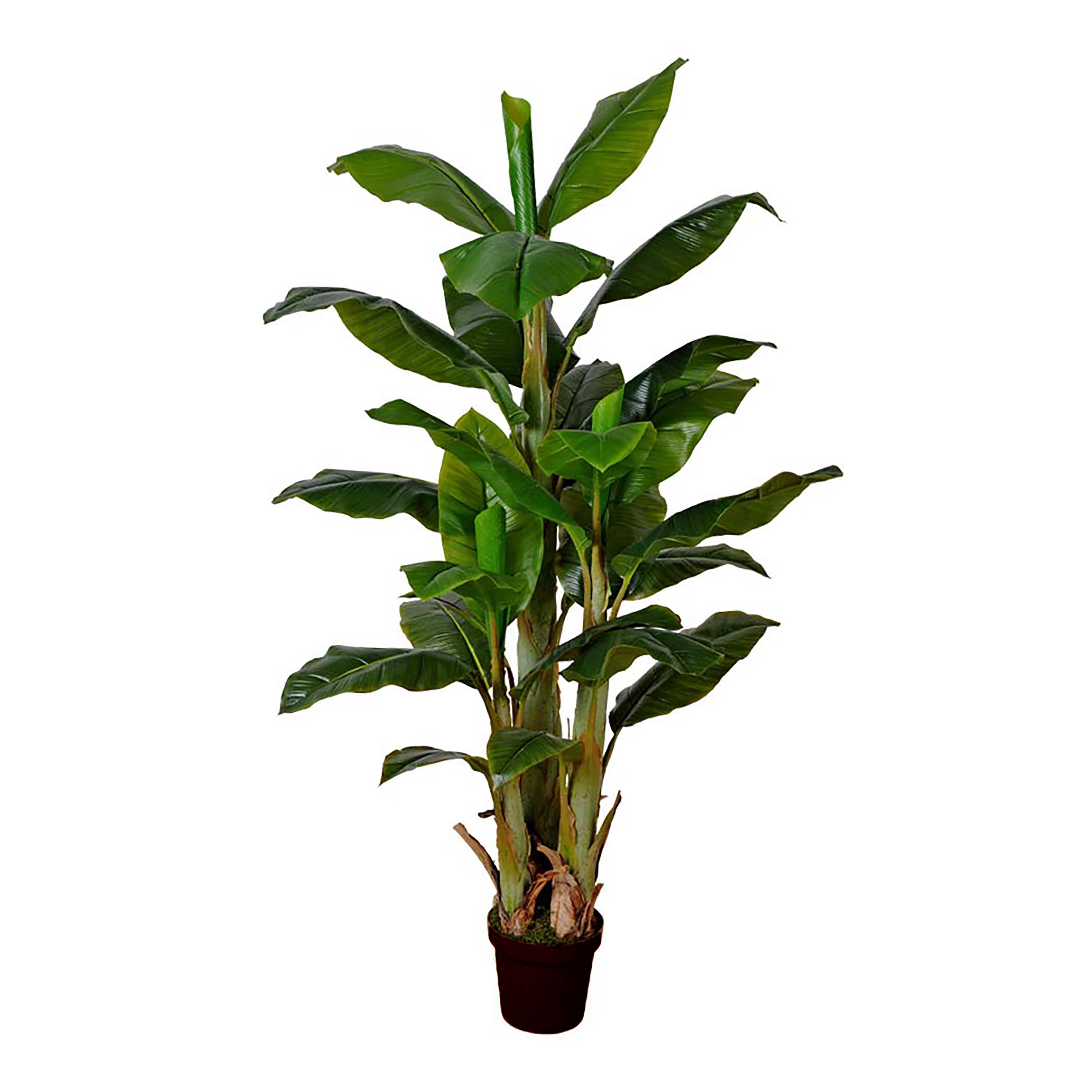 BANANO 180 CM 30 FGL C/VASO