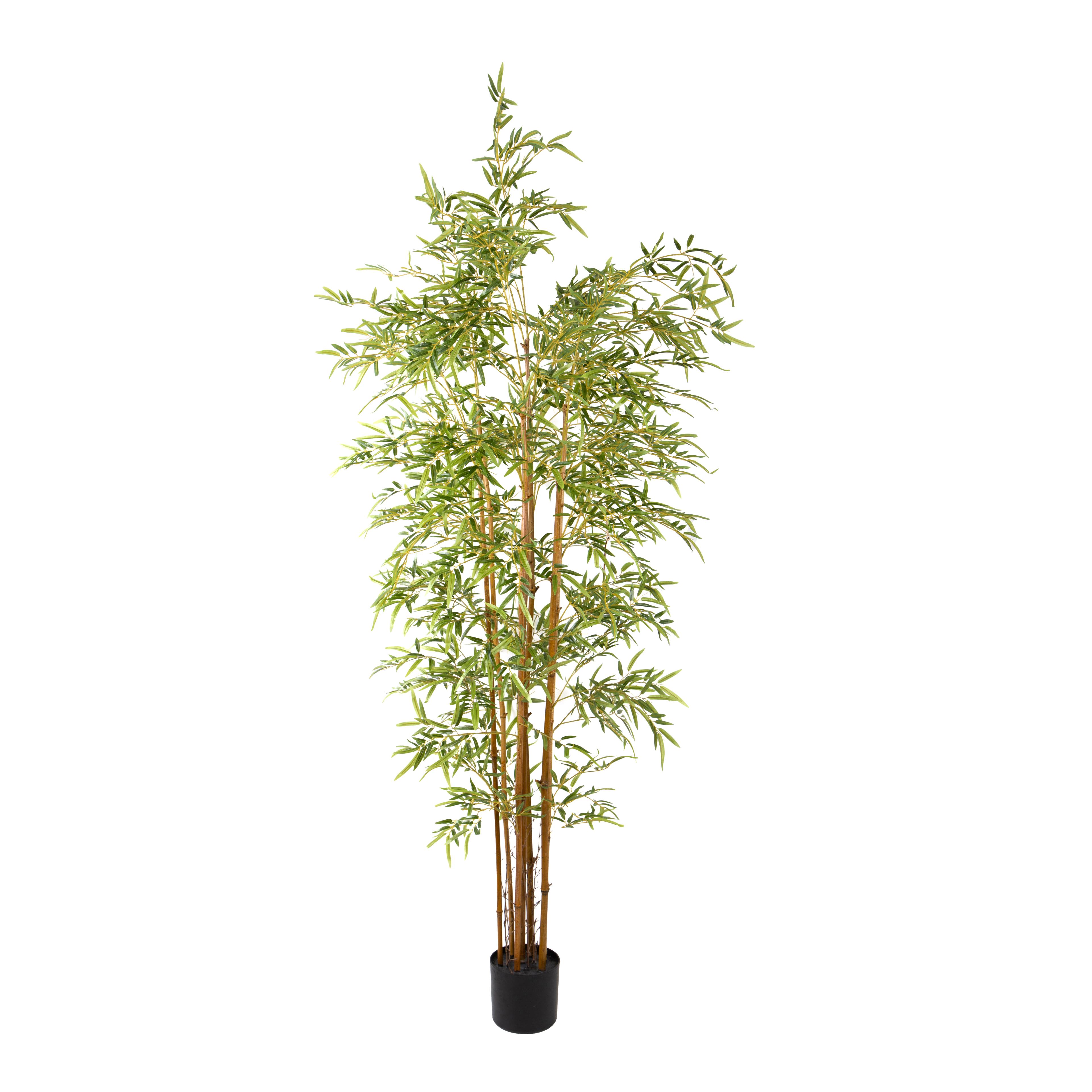 Pflanzen, Grüne Topfpflanzen groß, BAMBOO 180 CM C/VASO