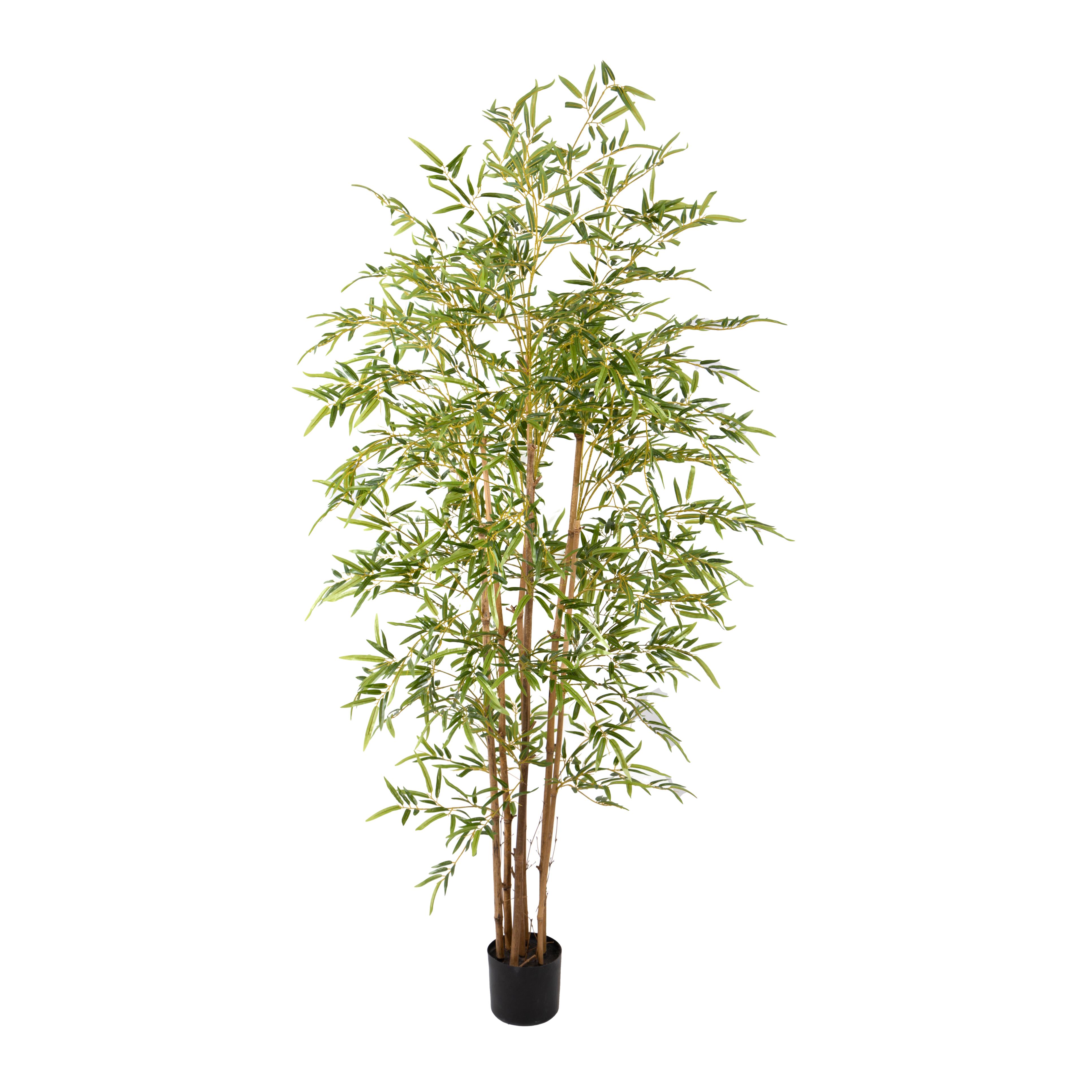 Pflanzen, Grüne Topfpflanzen groß, BAMBOO 210 CM C/VASO