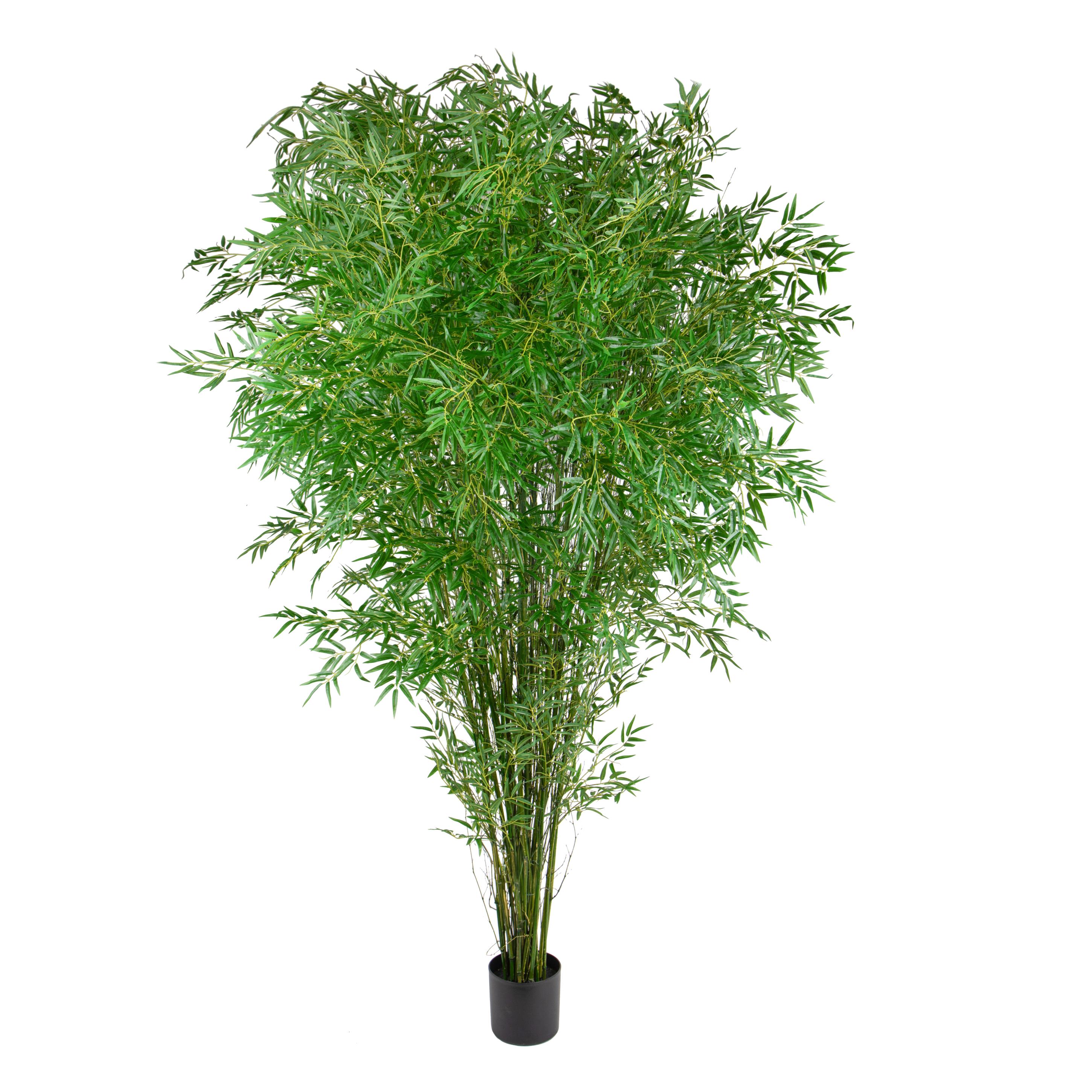 Pflanzen, Grüne Topfpflanzen groß, BAMBOO 240 CM C/VASO