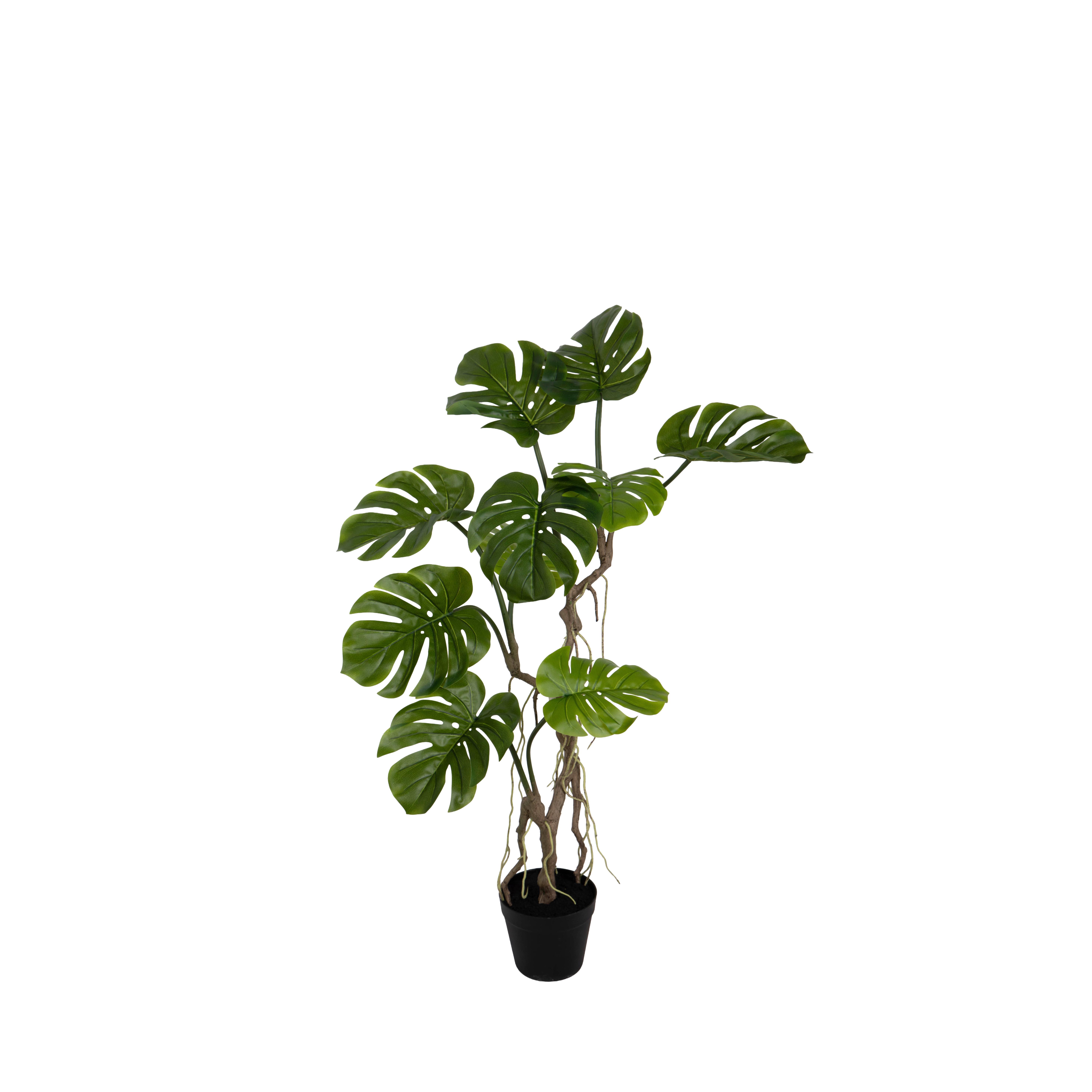 MONSTERA 90 CM C/VASO 10 FGL