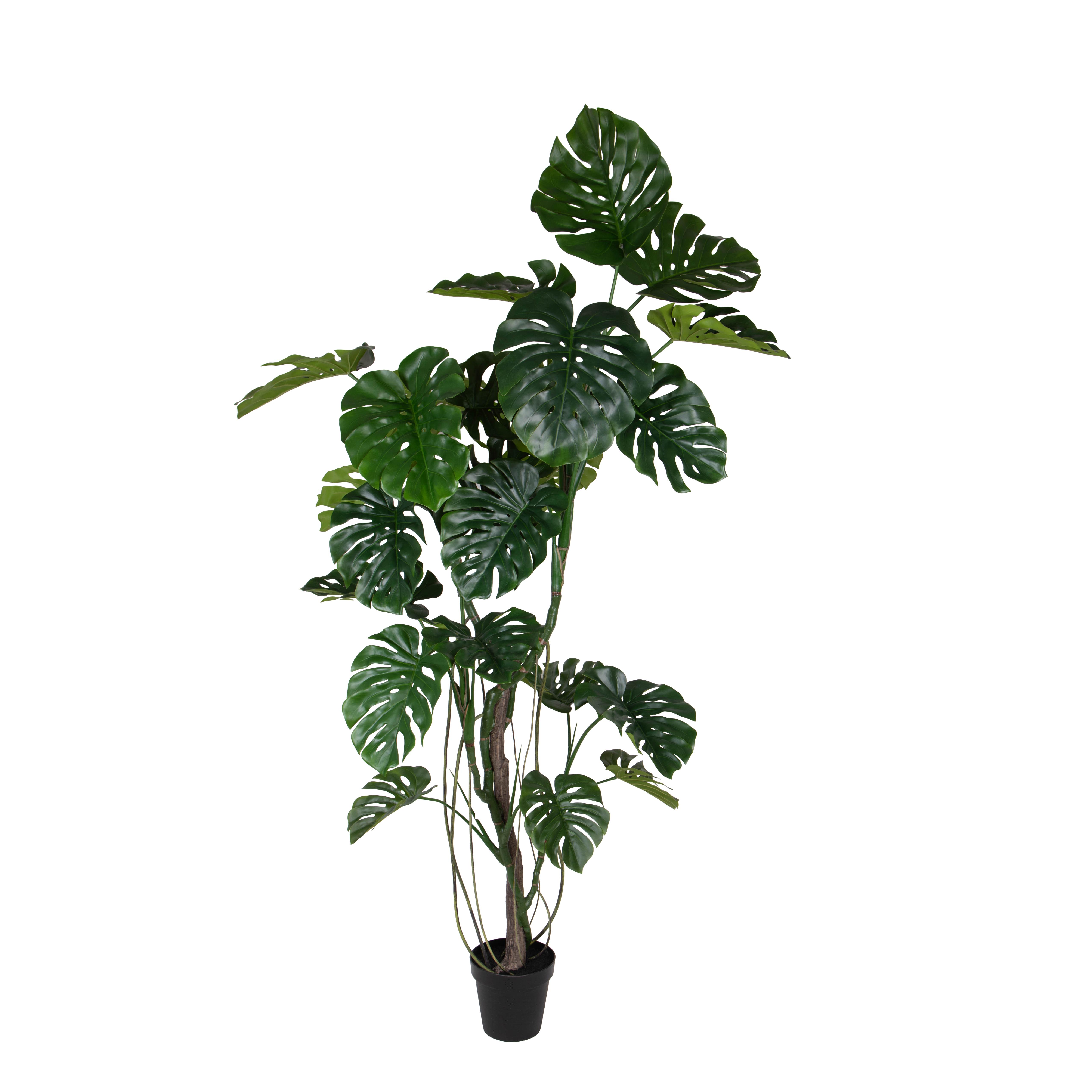 MONSTERA 210 CM C/VASO 24 FGL