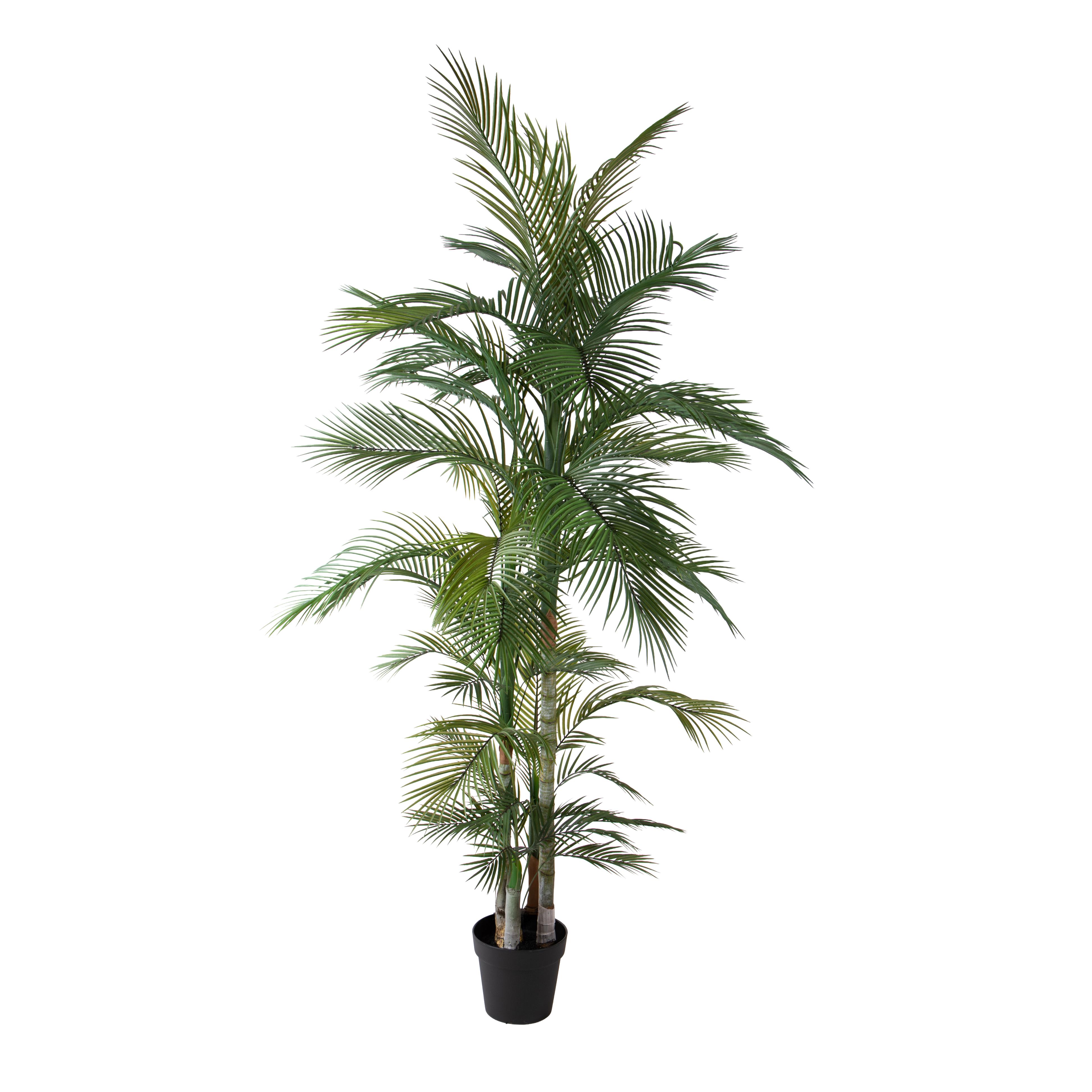 PALMA 225 CM 48 FGL C/VASO