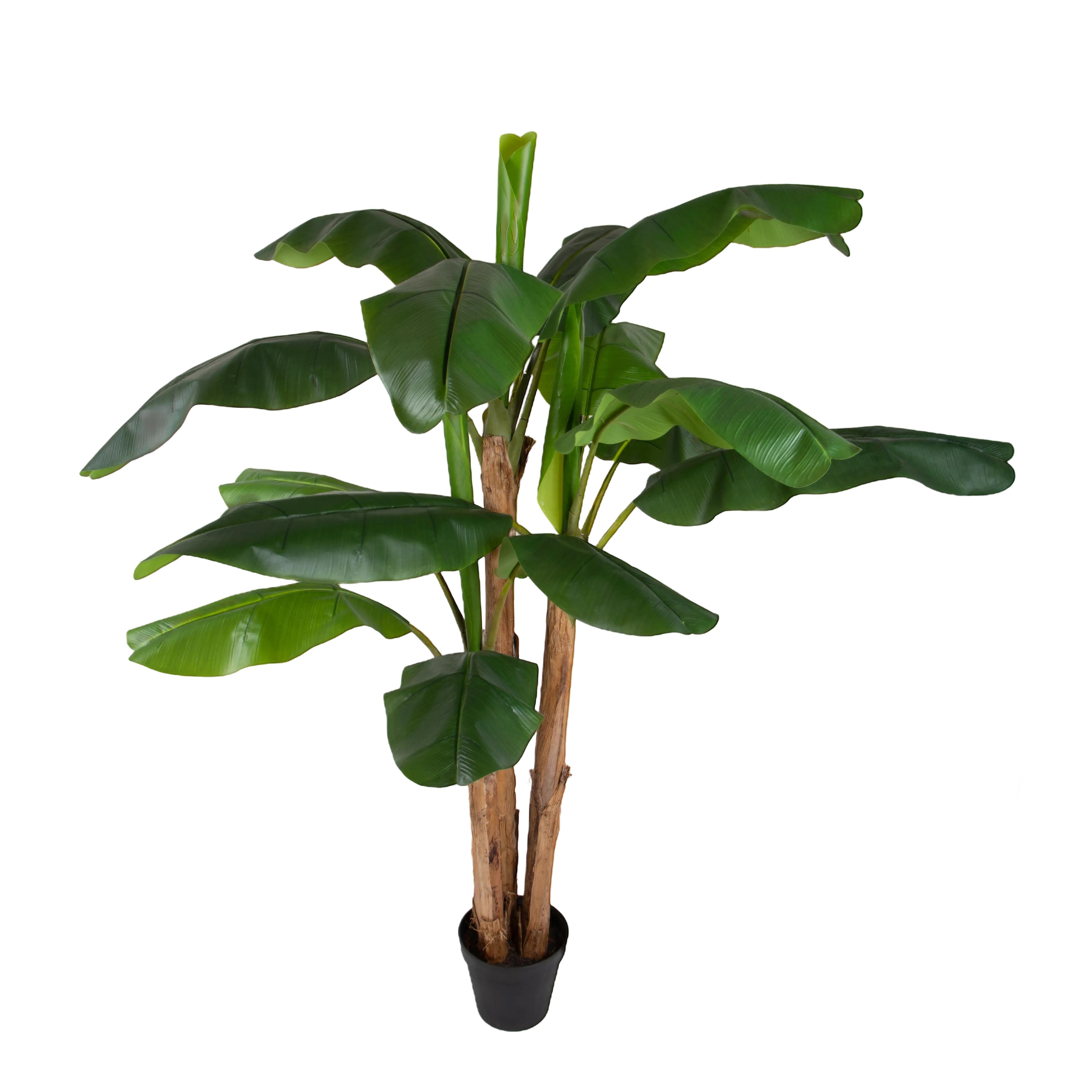 Pflanzen, Grüne Topfpflanzen groß, BANANO 240 CM C/VASO
