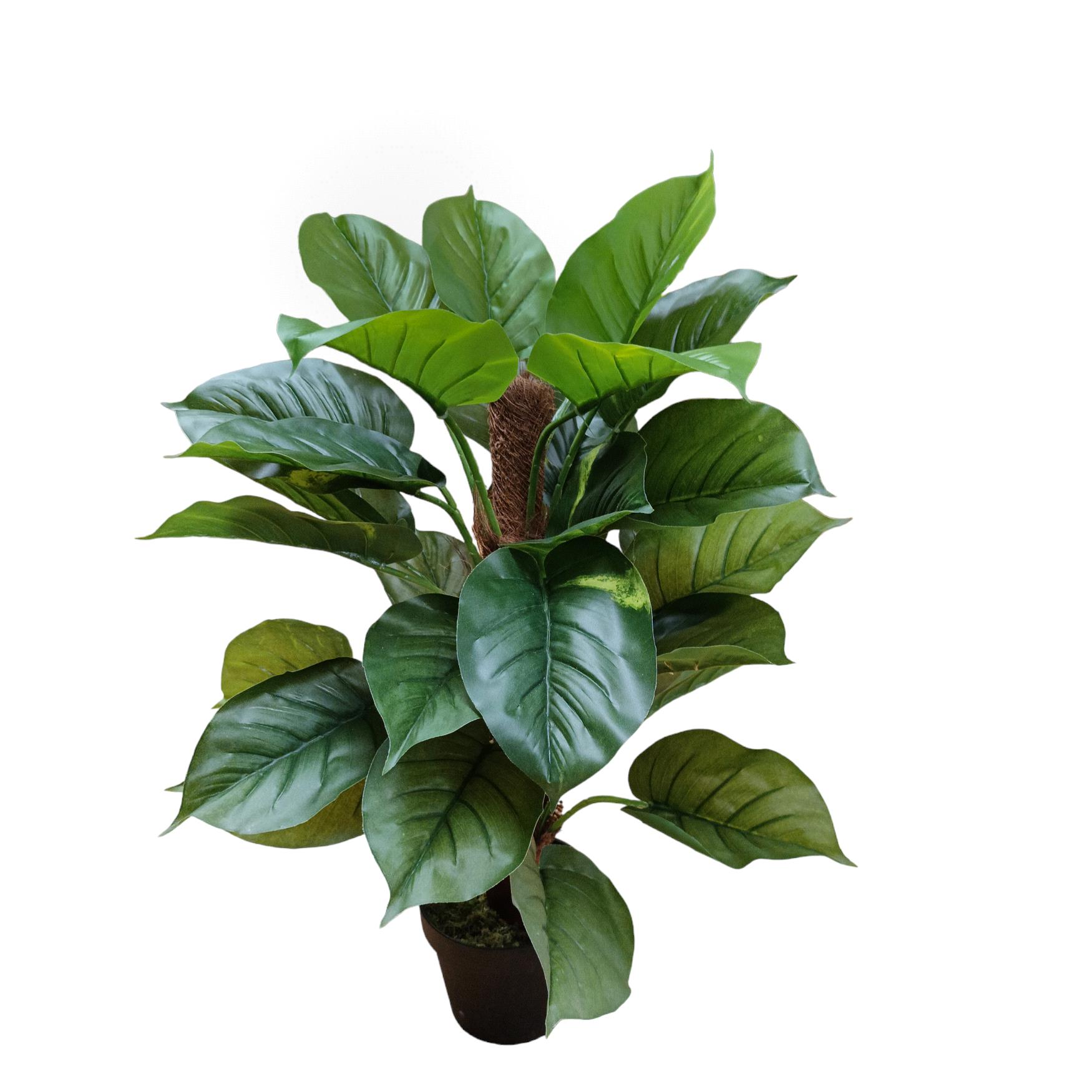 POTHOS 85 CM 30 FGL C/VASO