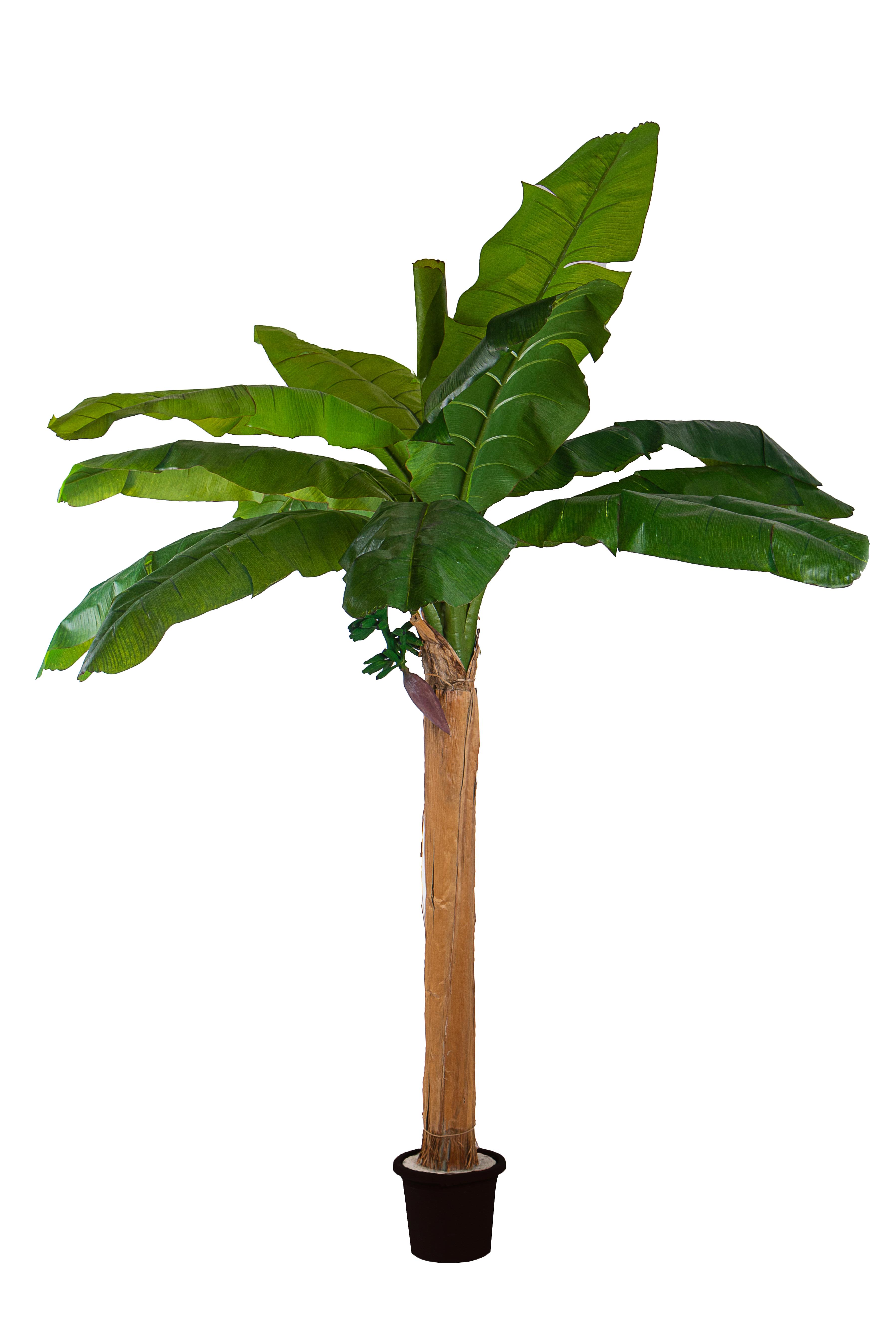 BANANO 240 CM 11 F. C/VASO