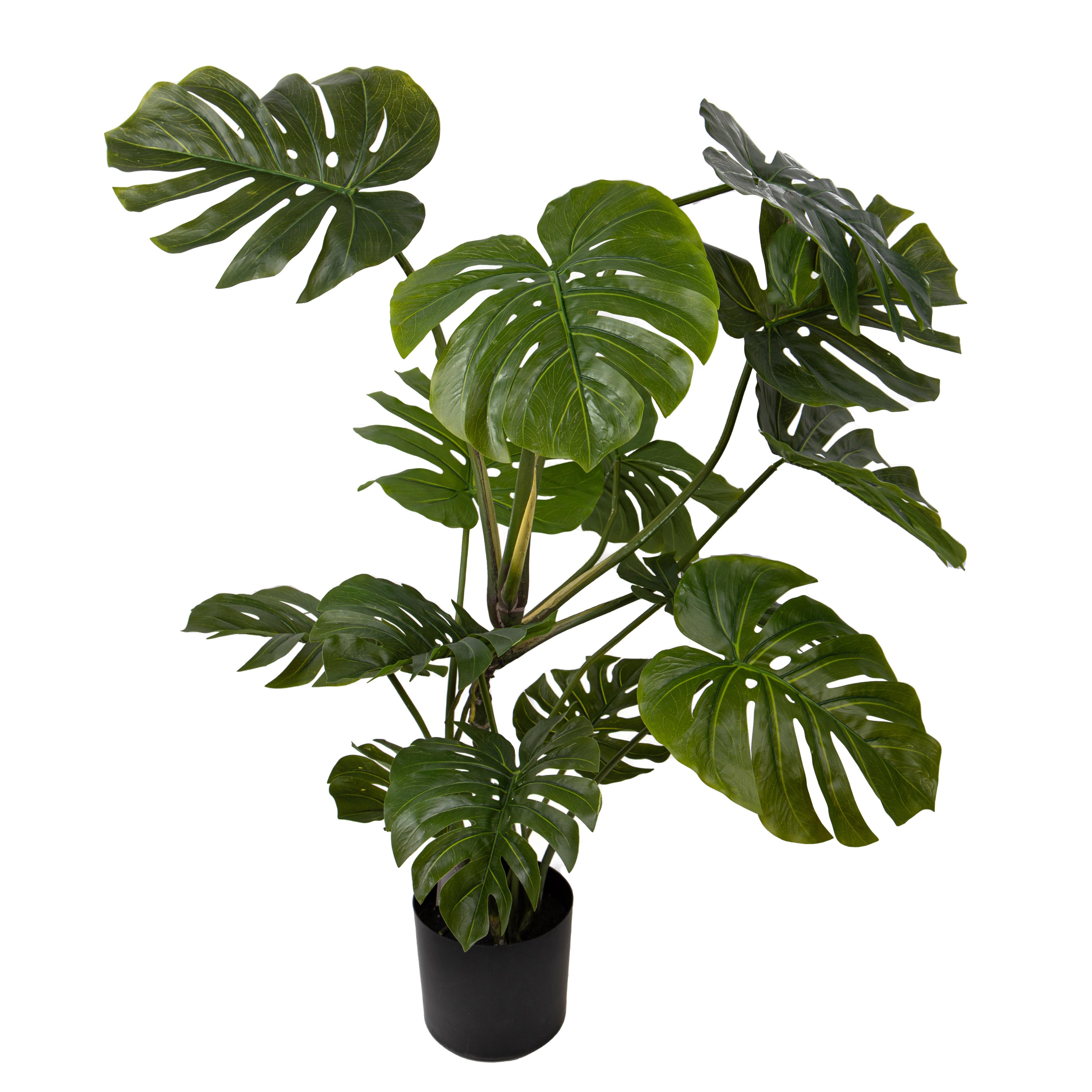 MONSTERA 113 CM 12 FGL C/VASO