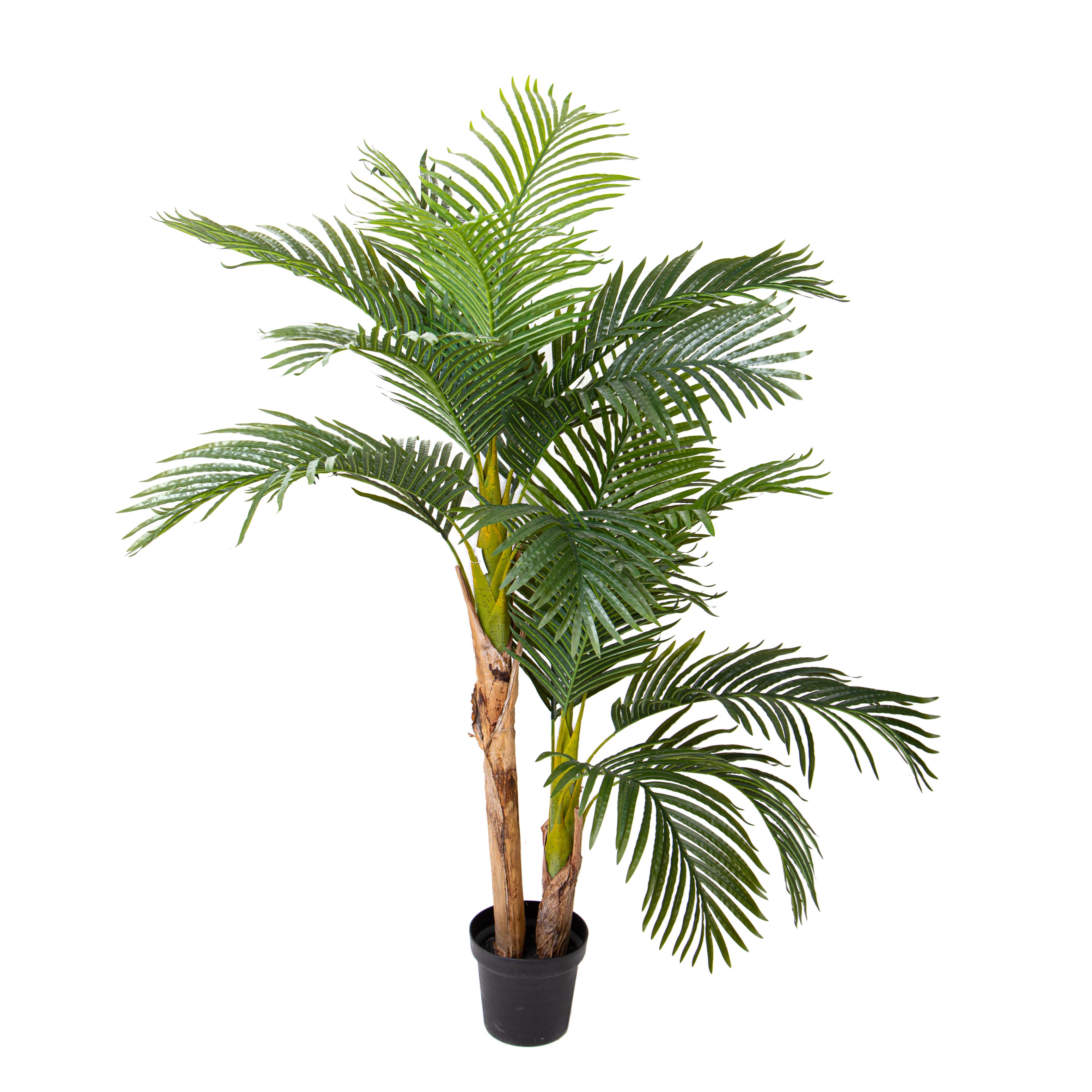 ARECA 165 CM 17 FGL C/VASO