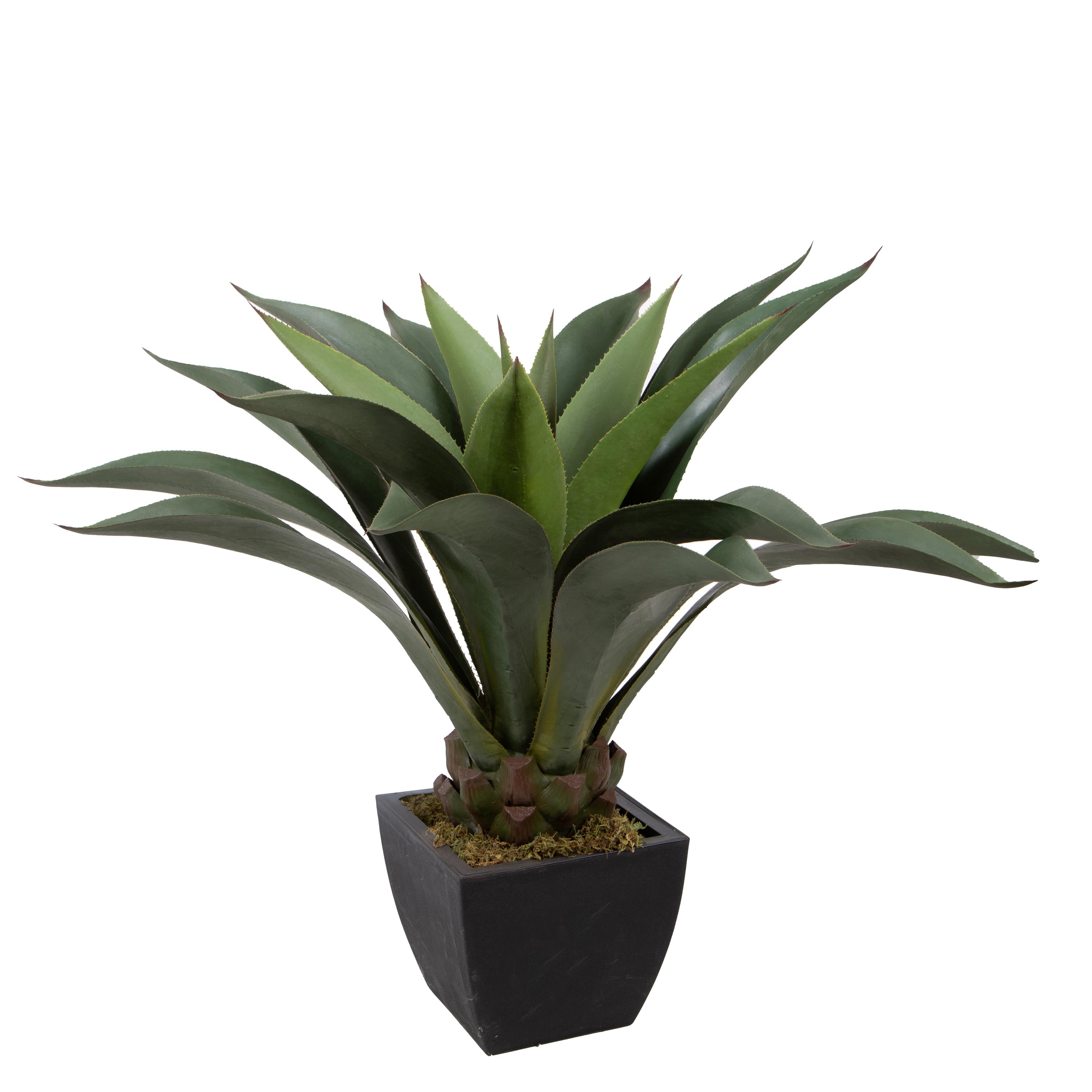 AGAVE ATTENUATA 96 CM 25 FGL C/VASO