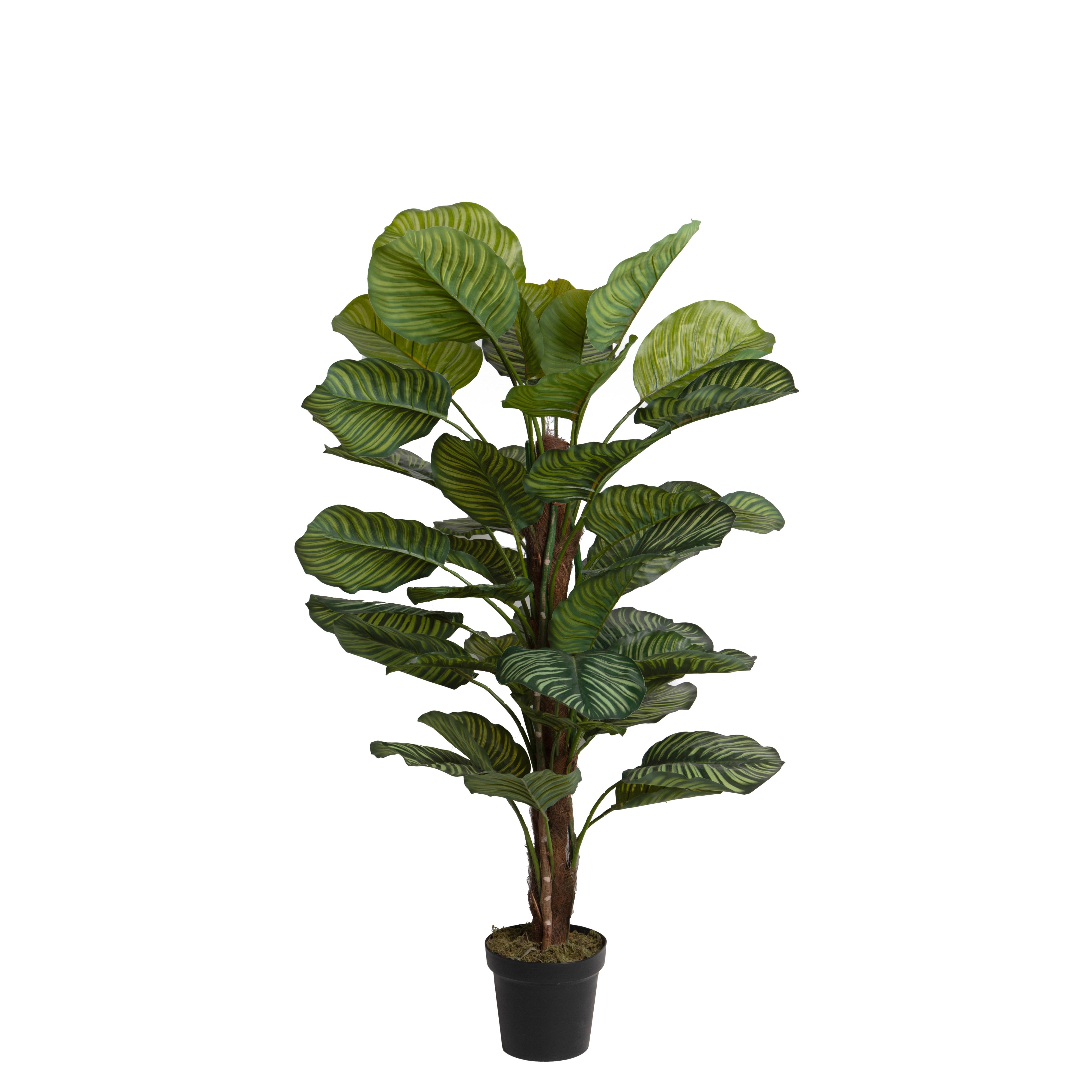 CALATHEA X 3 130 CM 32 FGL C/VASO