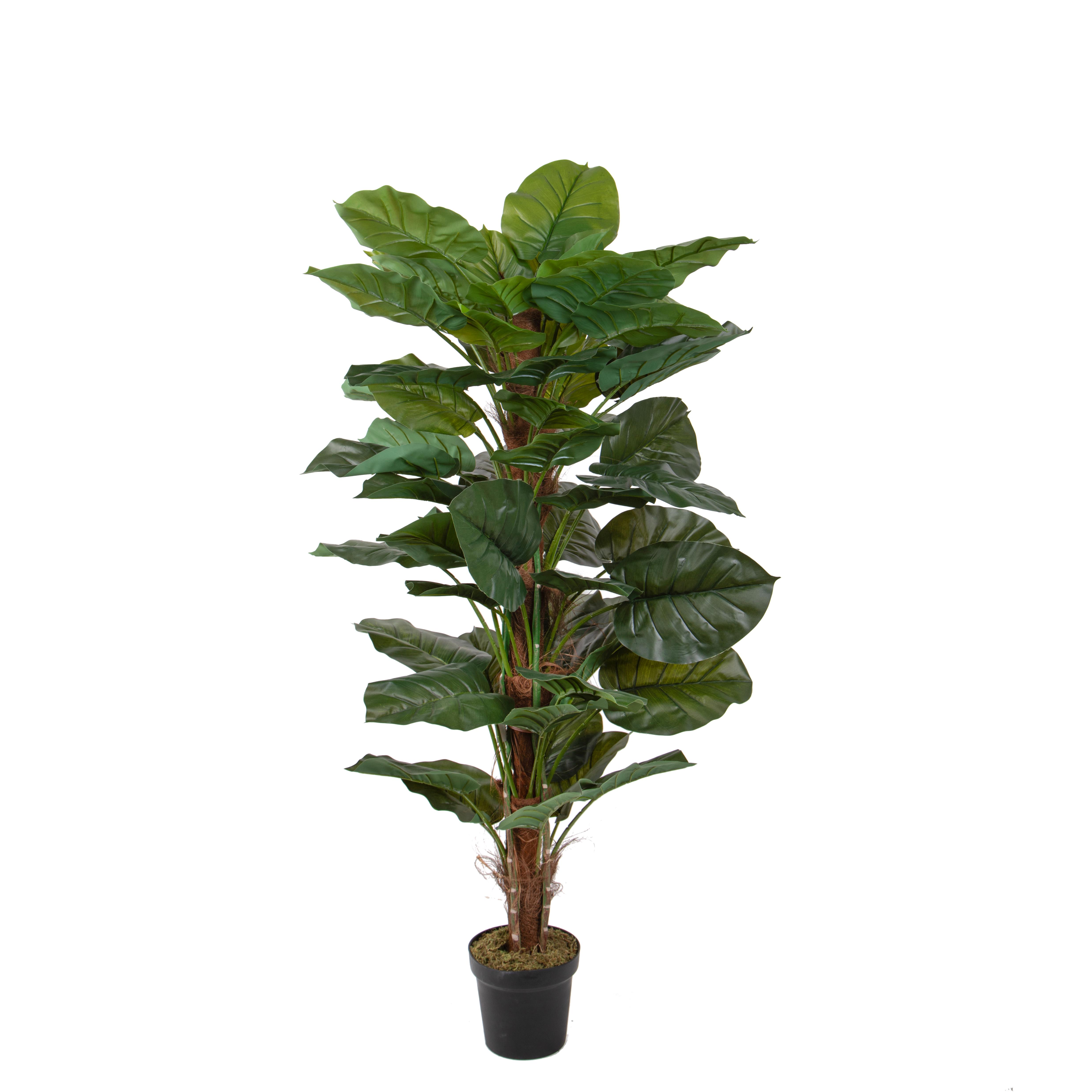 CALATHEA 120 CM S/TRONCO 36 FGL IN VASO