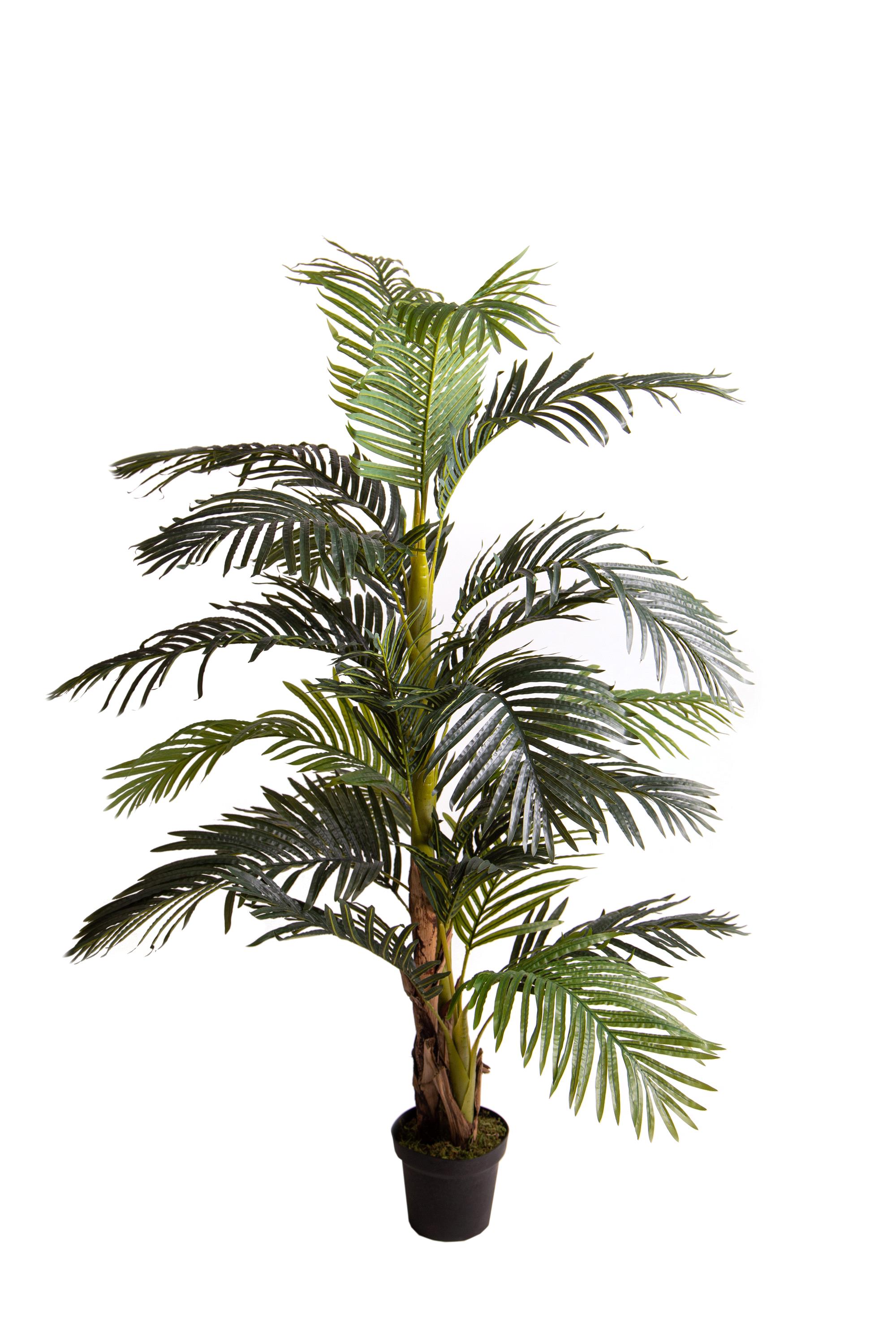 ARECA 190 CM X 24 F C/VASO