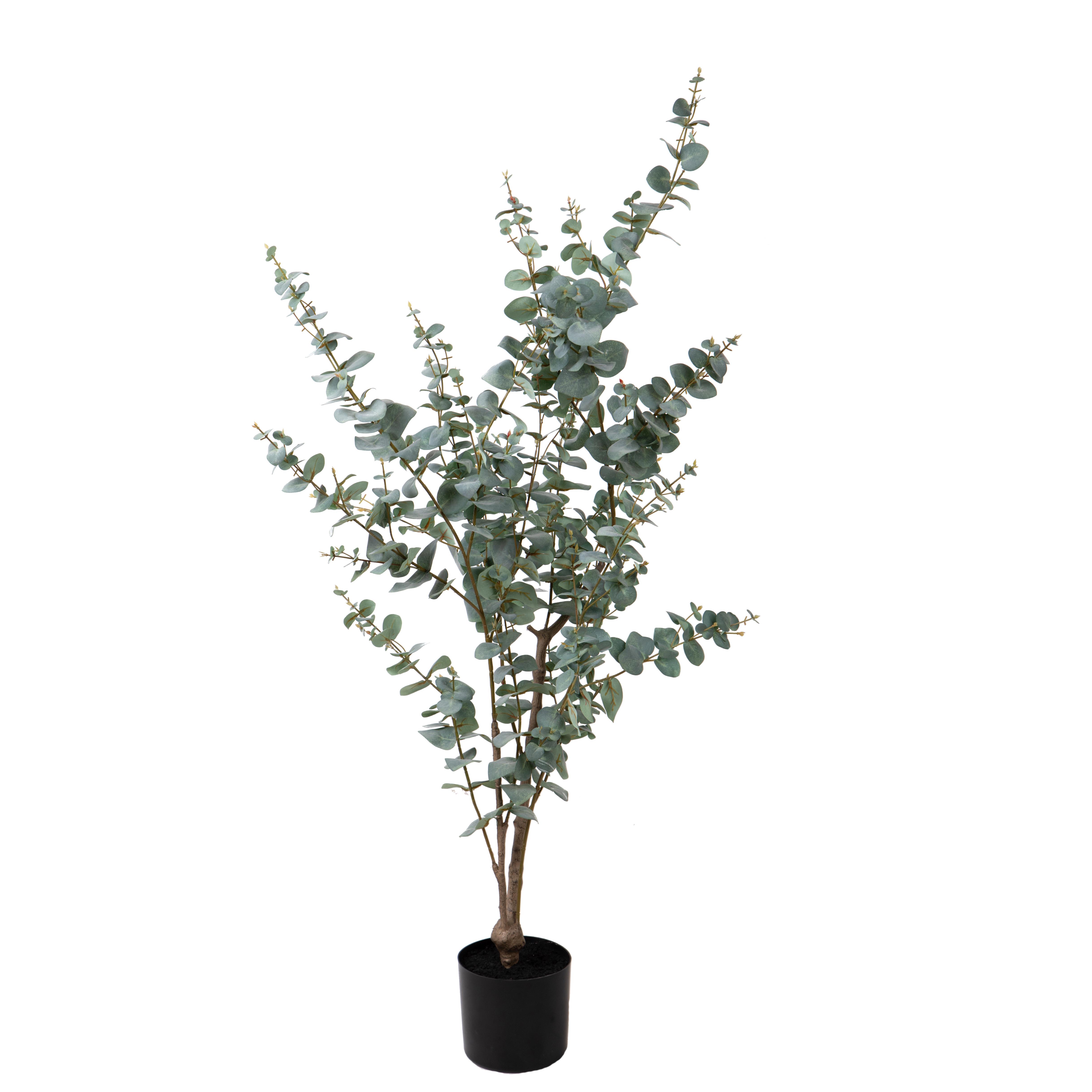 EUCALYPTUS 150 CM C/VASO