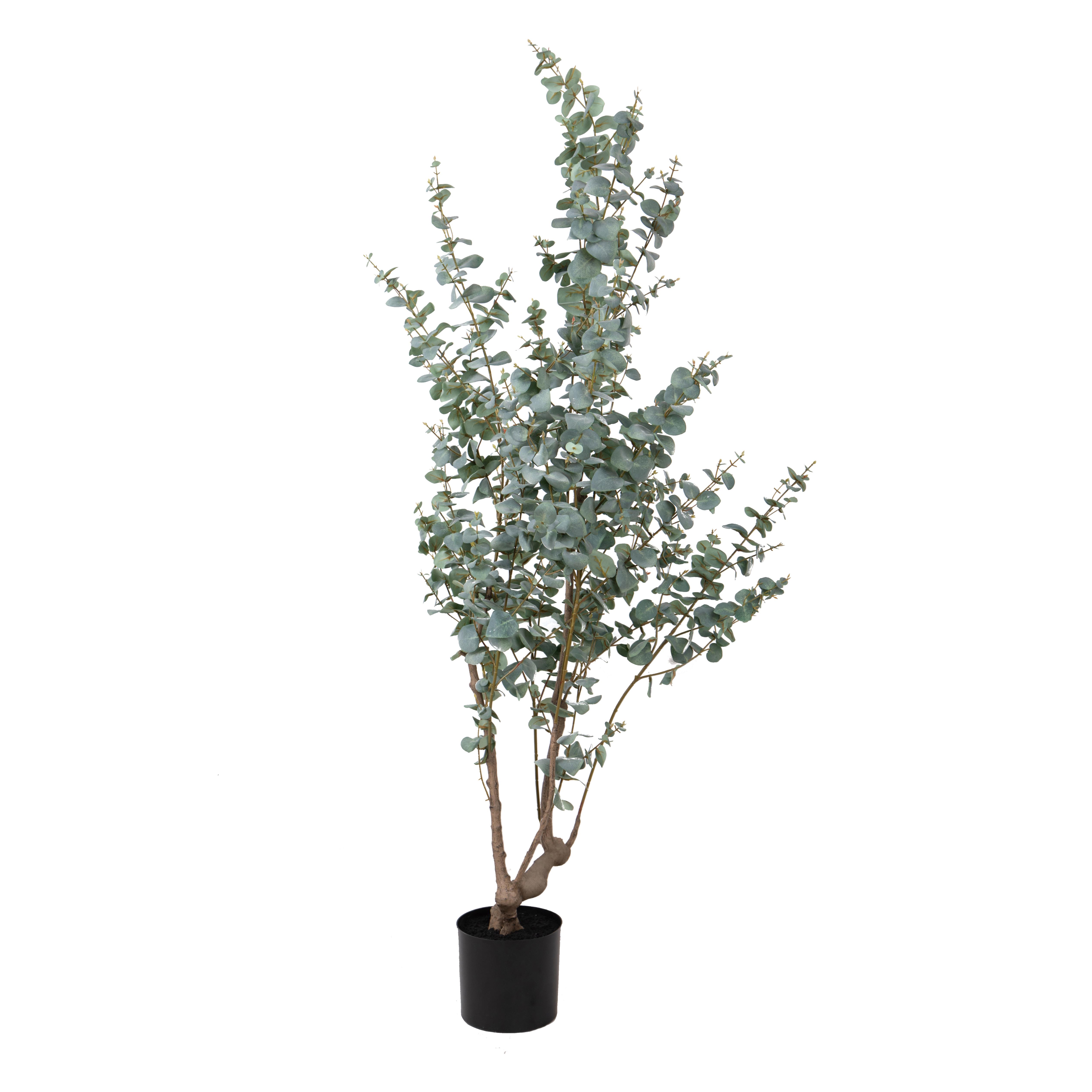 EUCALYPTUS 180 CM C/VASO