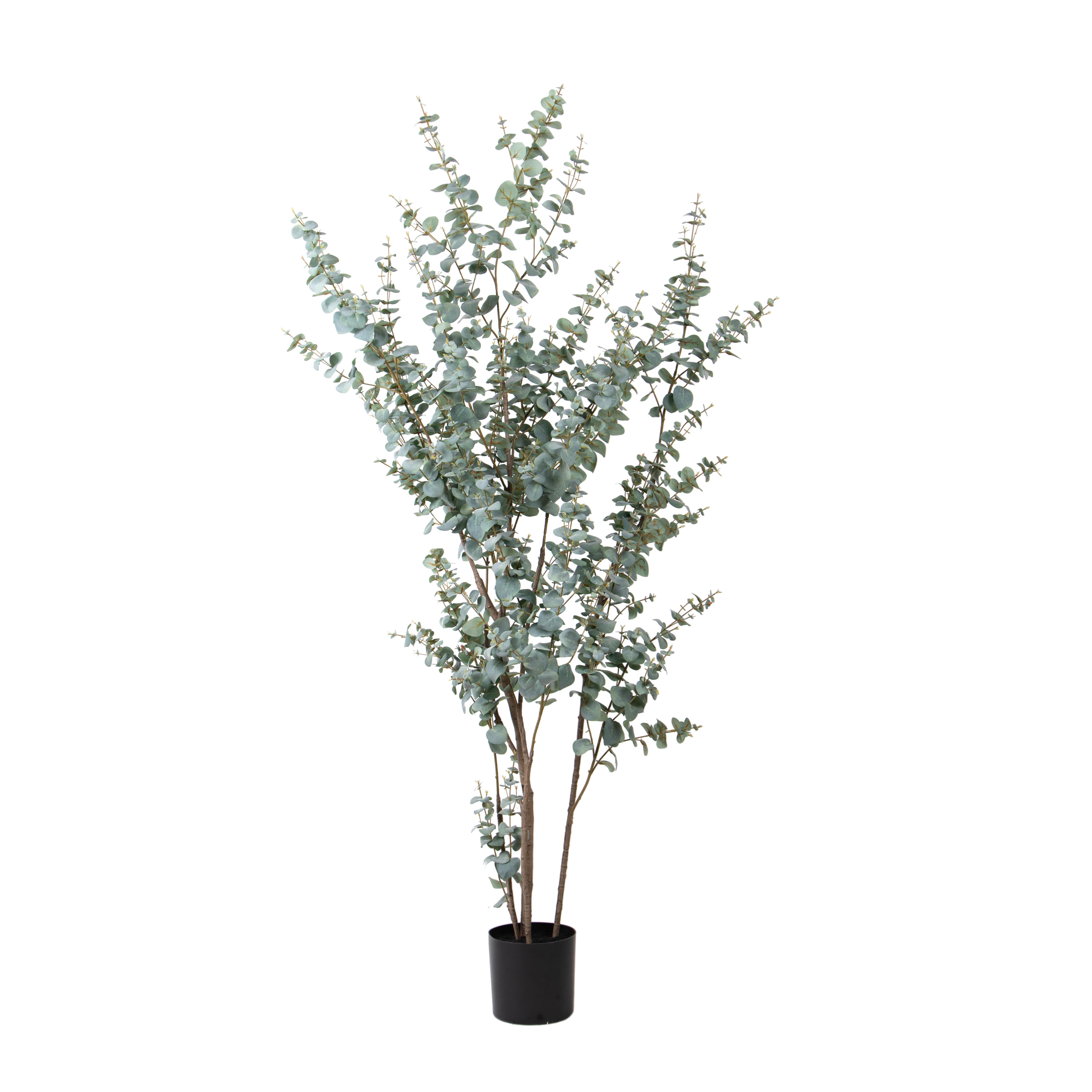 EUCALYPTUS 210 CM C/VASO