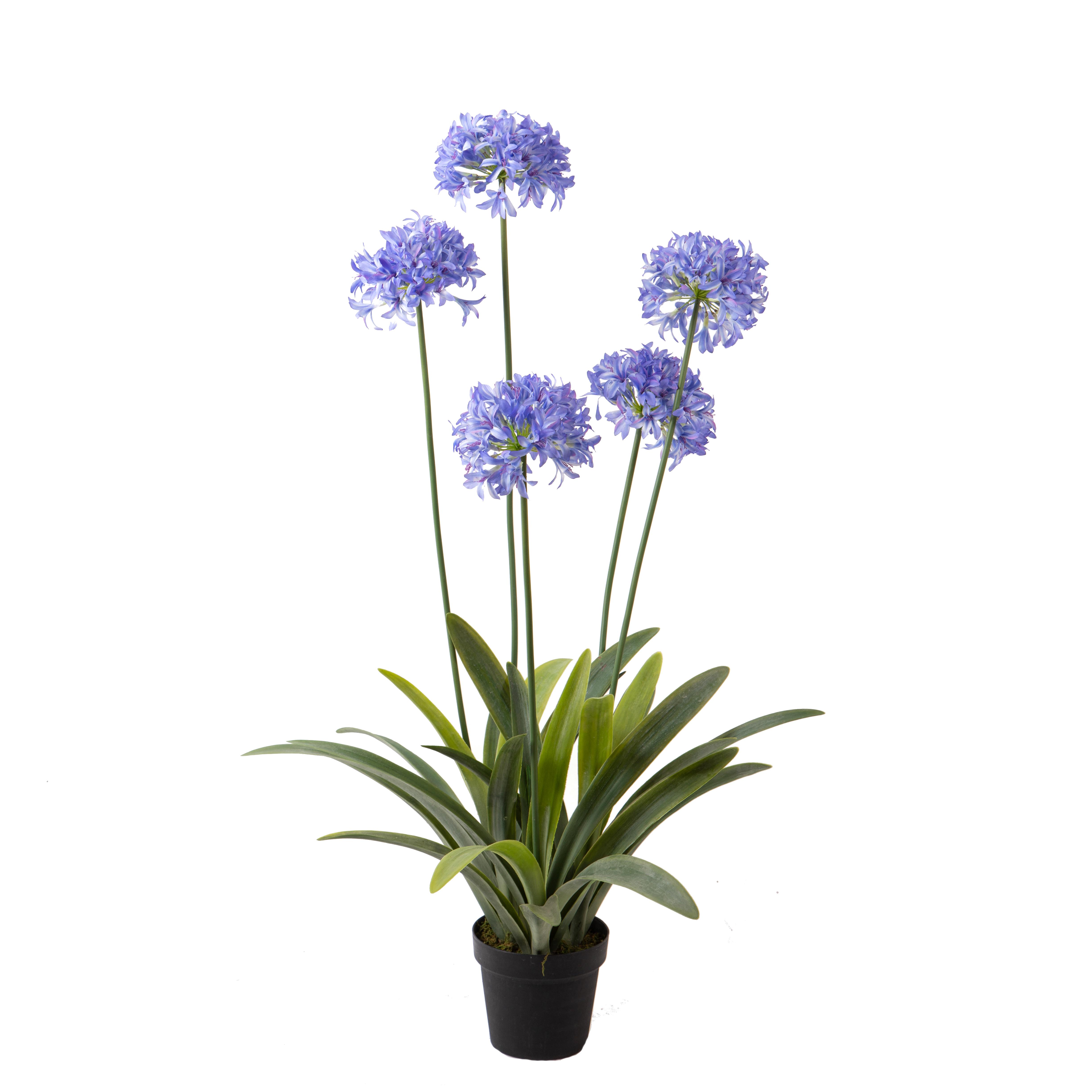 AGAPANTHUS 118 CM C/5 FIORI IN VASO