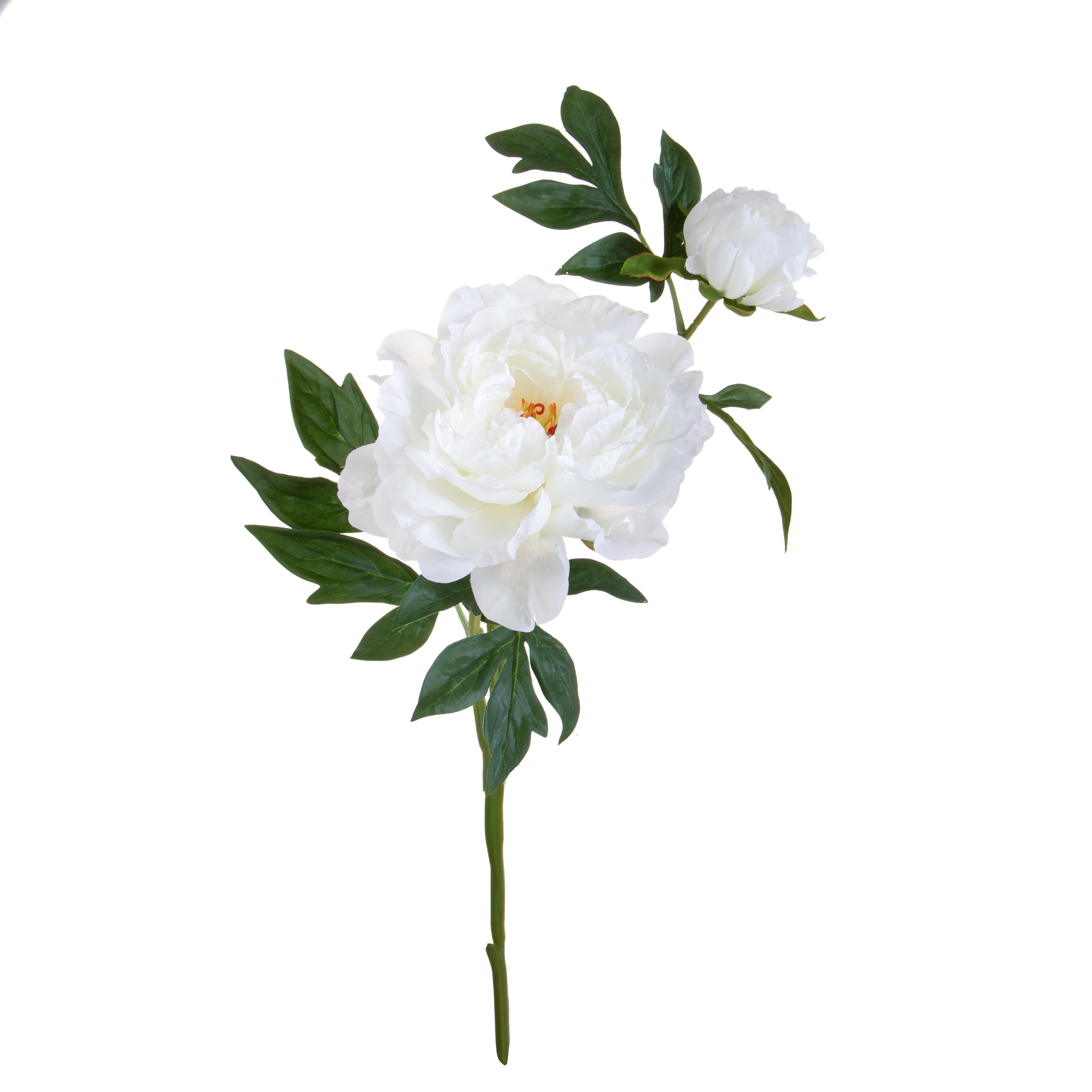 PEONIA GRANDE H.65 CM