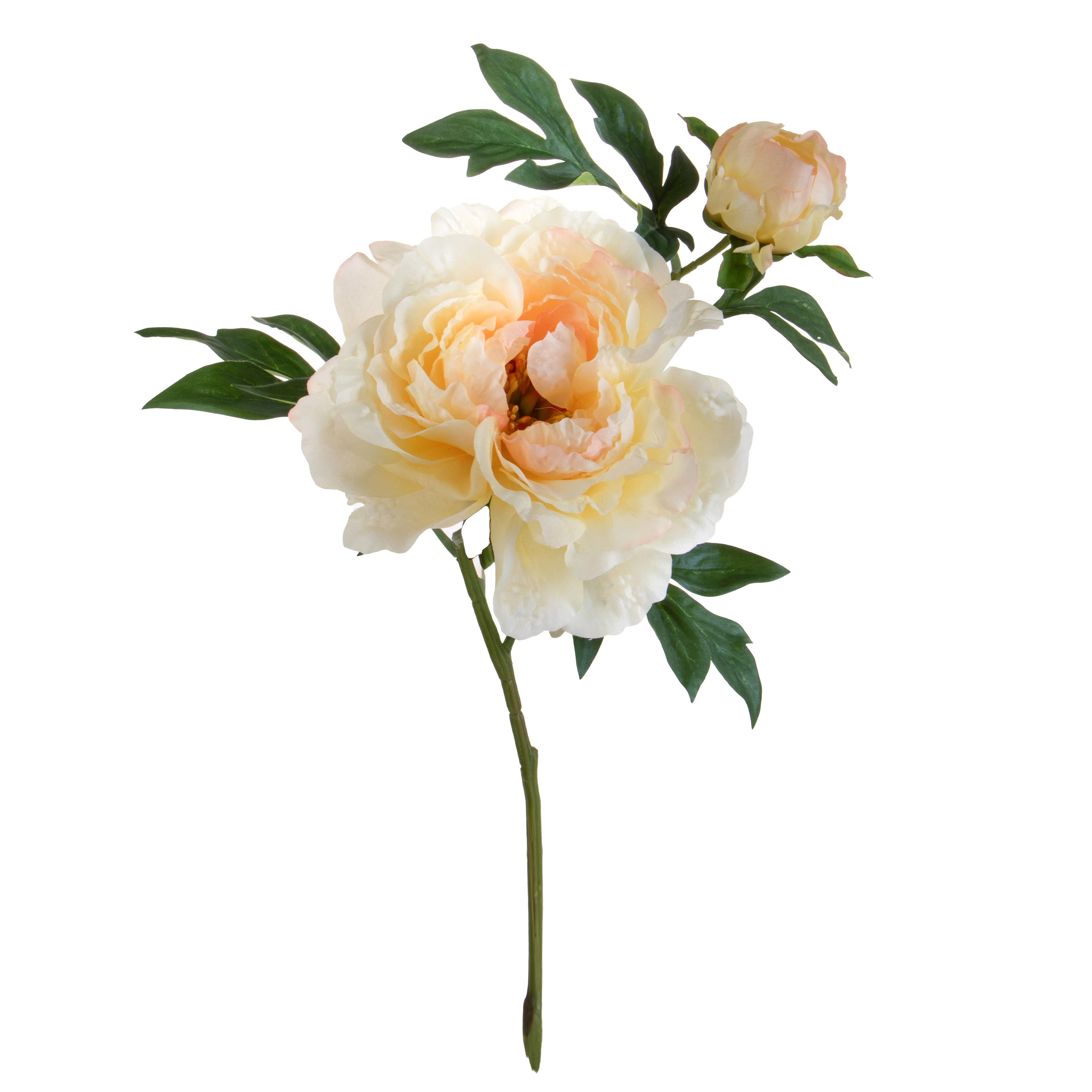 PEONIA GRANDE H.65 CM