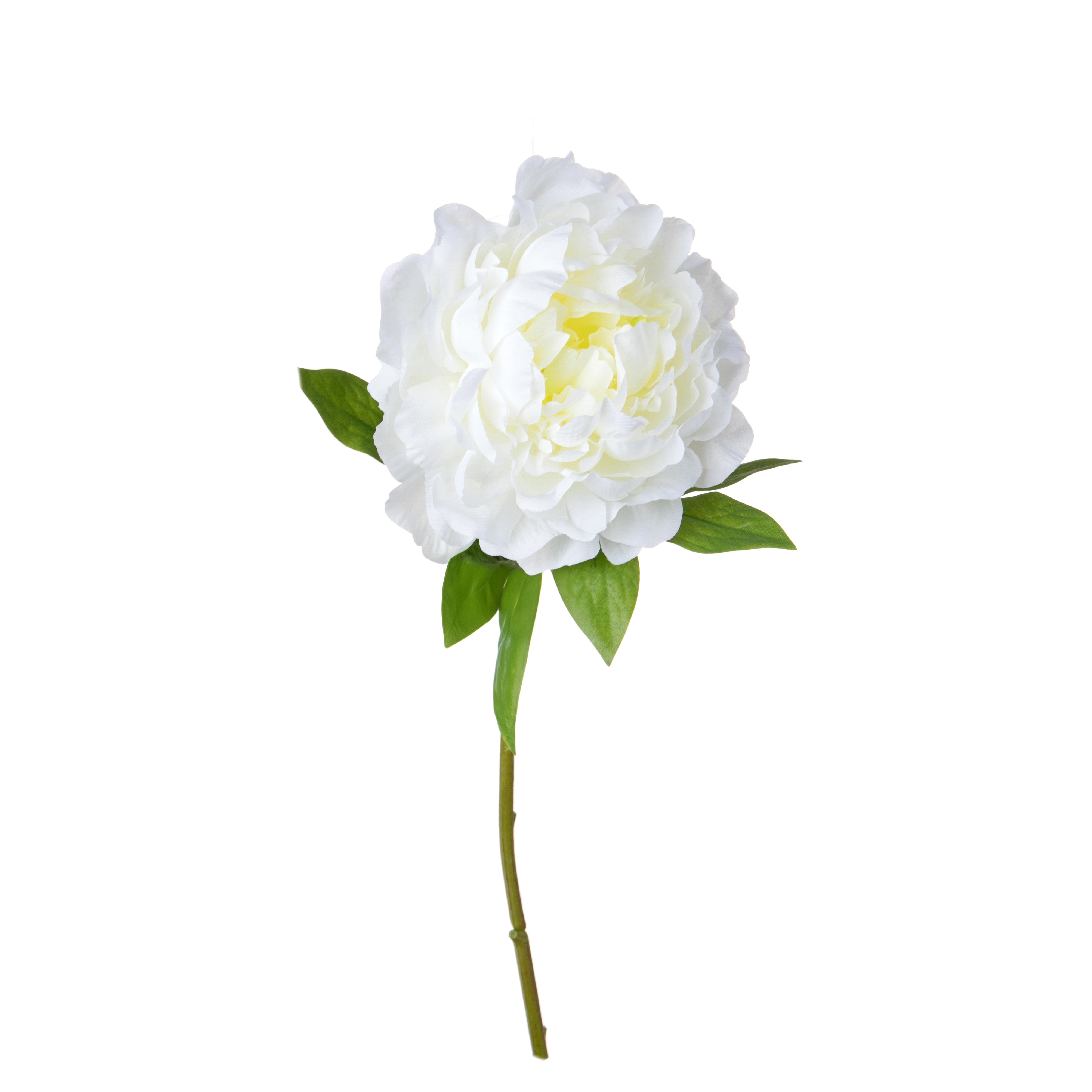 PEONIA GIANT H.57 CM