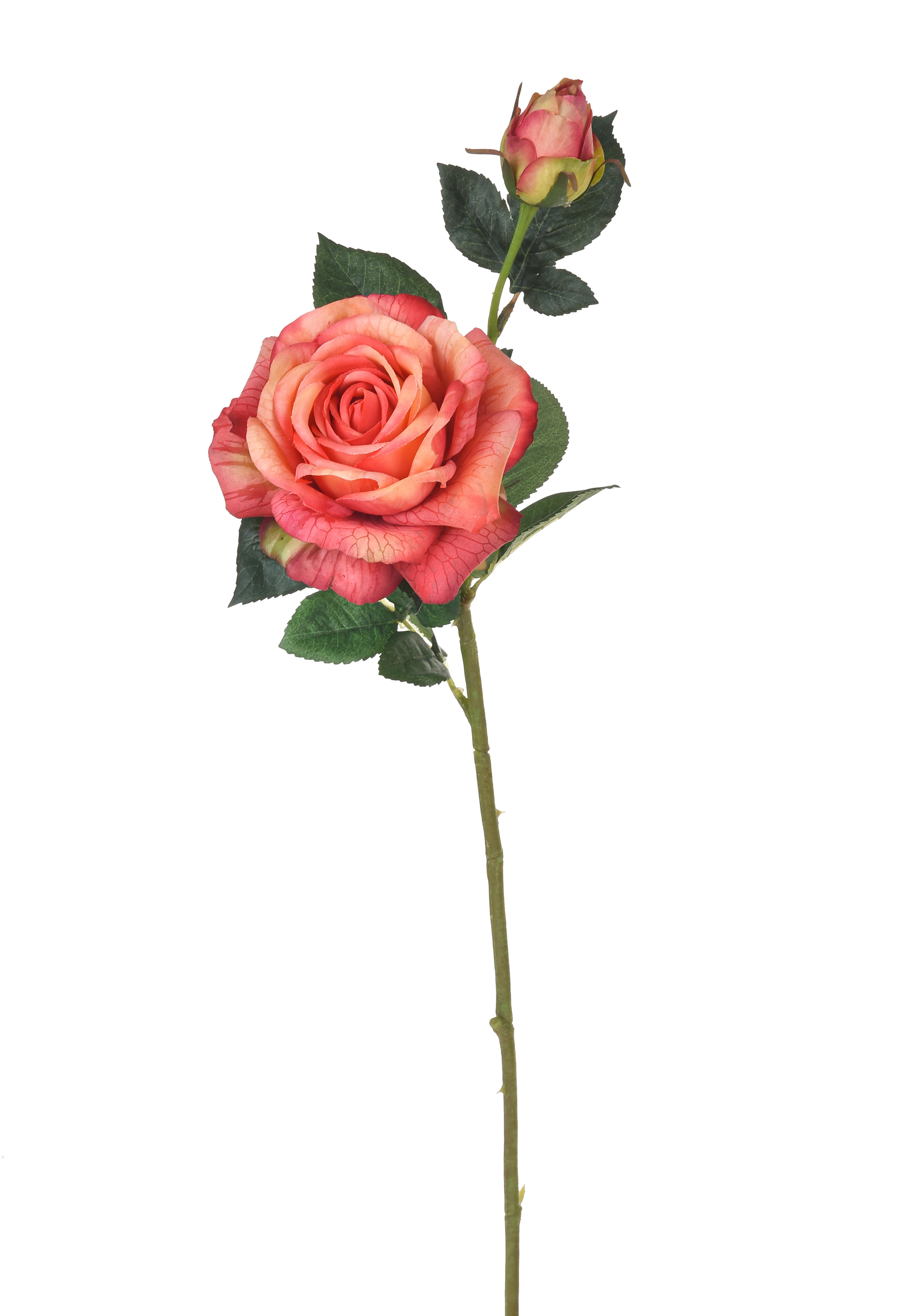 ROSA REAL TOUCH 65 CM