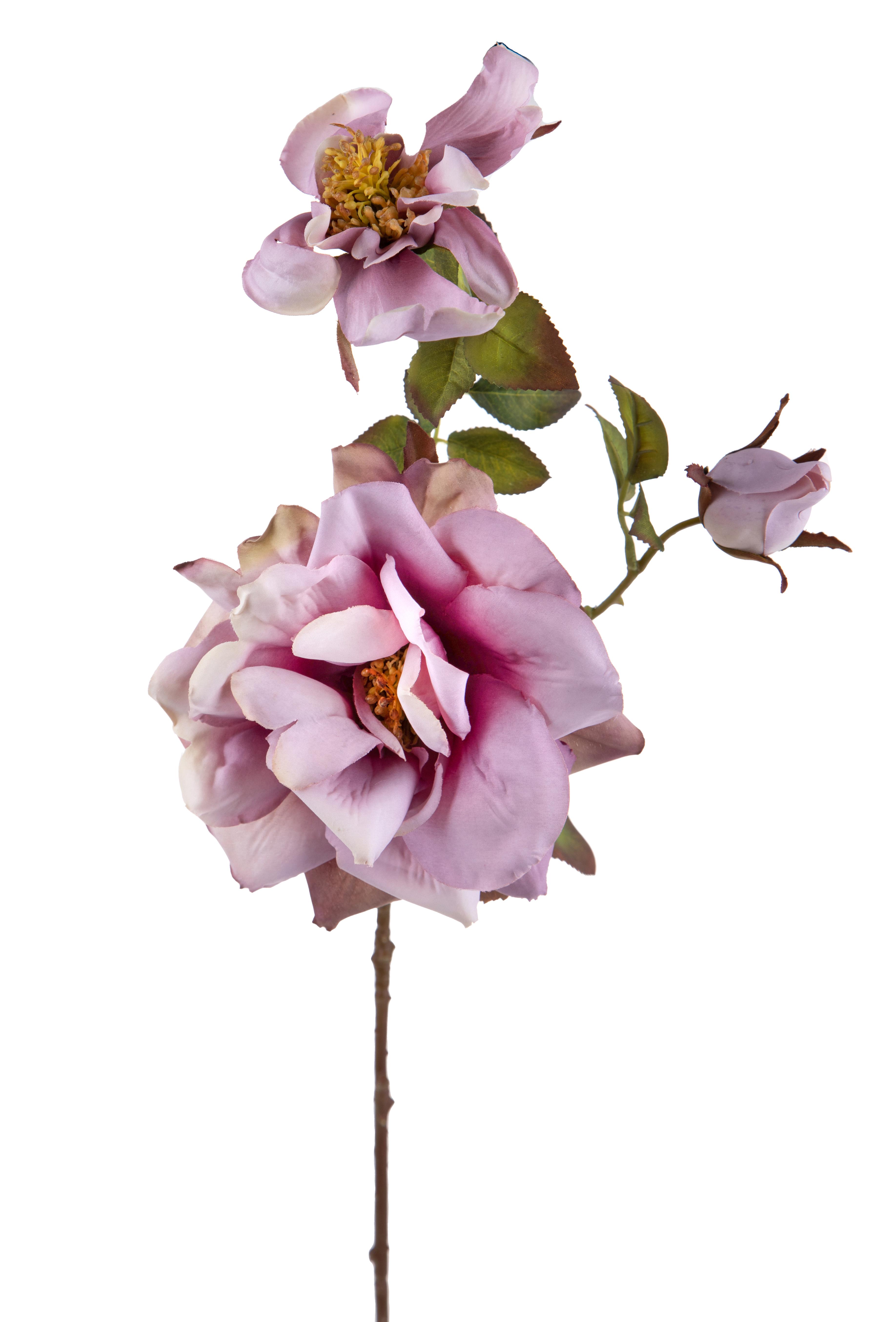ROSA APERTA X 3 75 CM