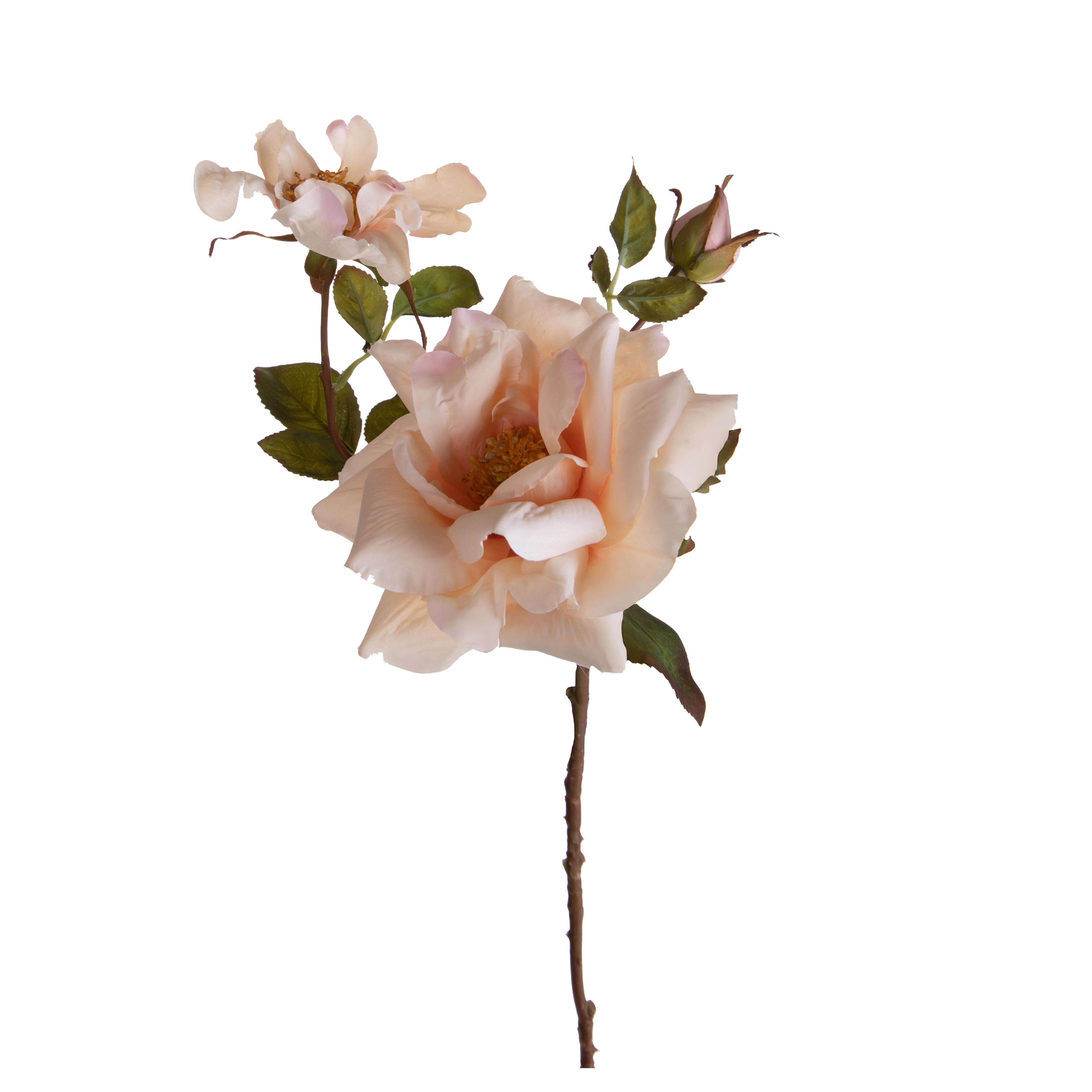 ROSA APERTA X 3 75 CM