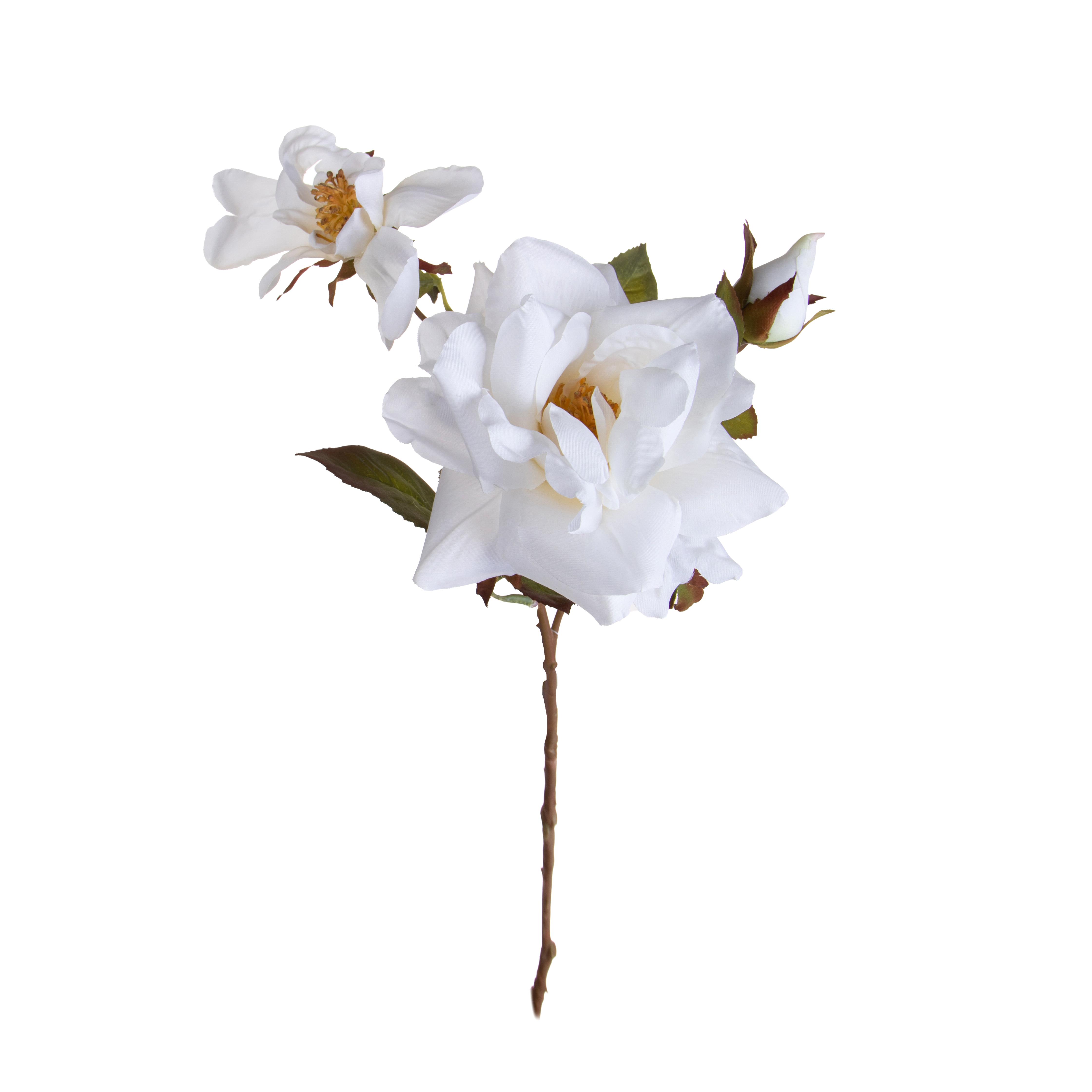 ROSA APERTA X 3 75 CM