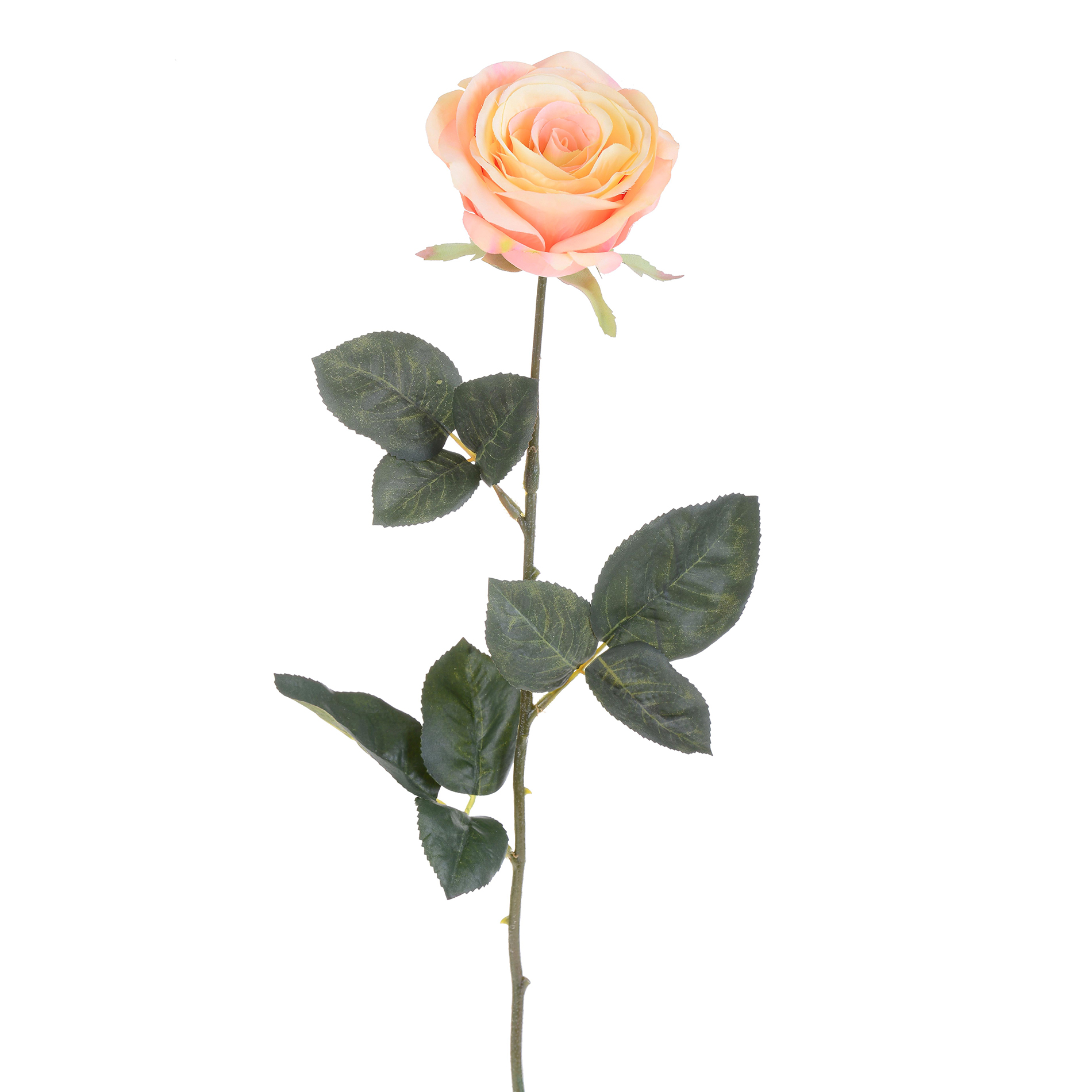 ROSA APERTA 74 cm