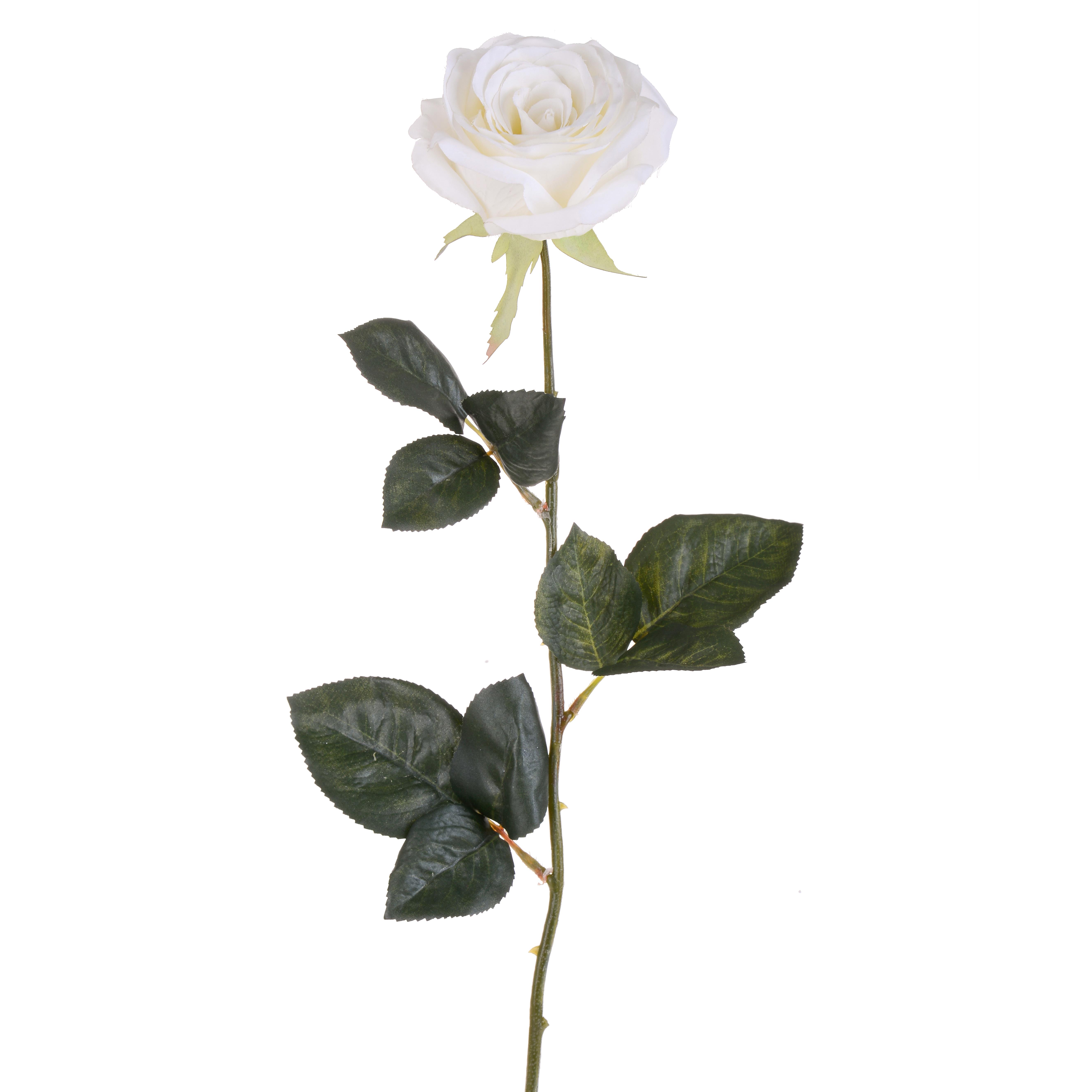 ROSA APERTA 74 cm