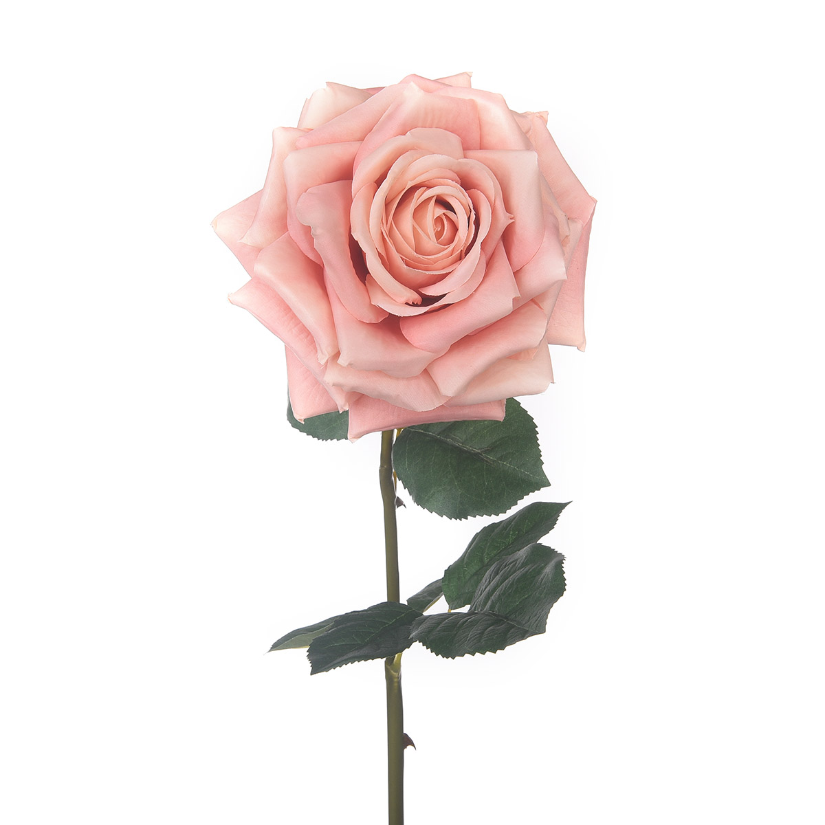 ROSA APERTA 79 CM