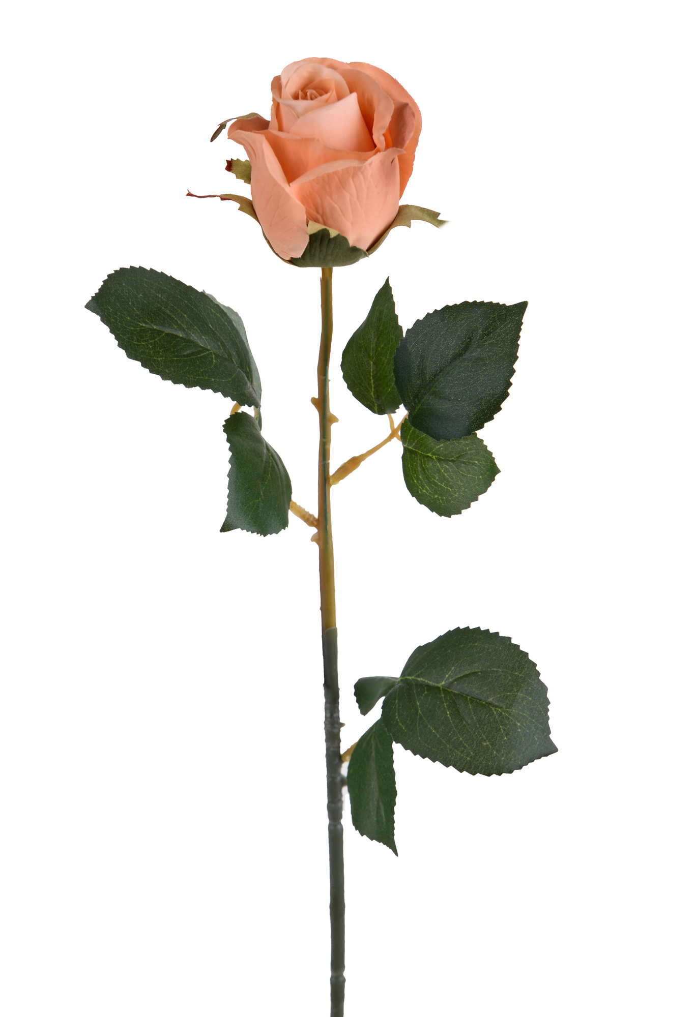 ROSA A BOCCIO 67 CM