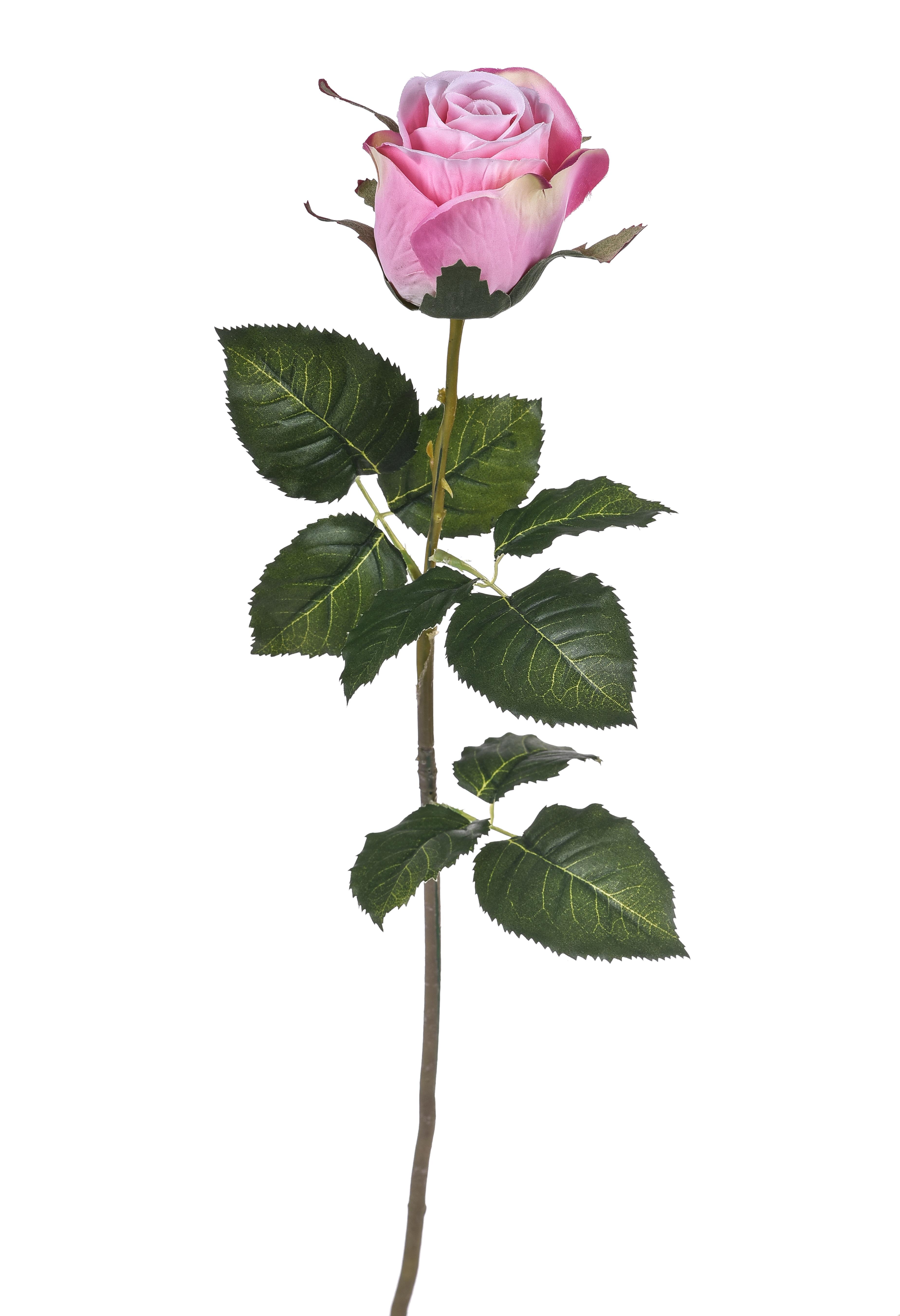 ROSA A BOCCIO 67 CM