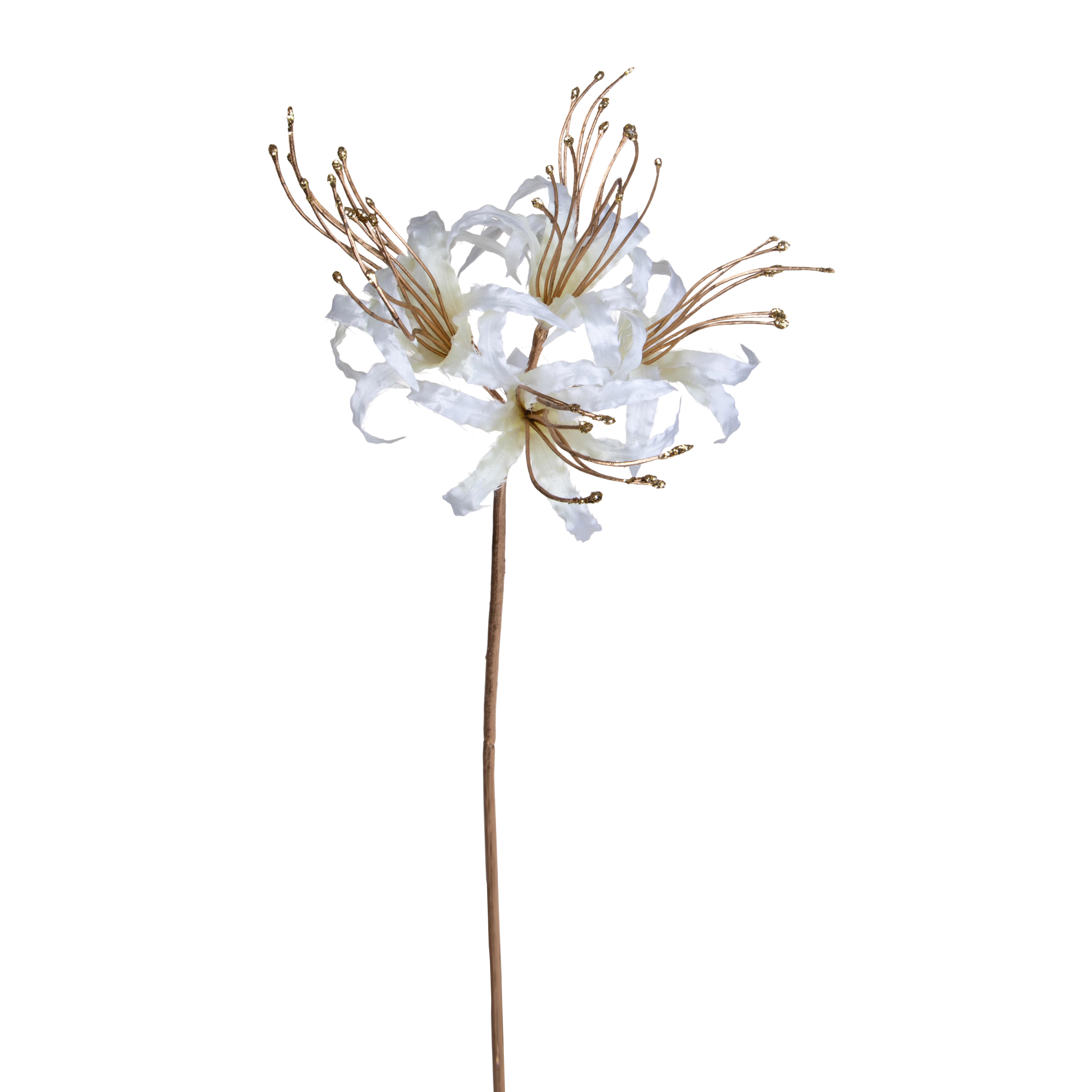 LYCORIS RADIATA H.93 CM