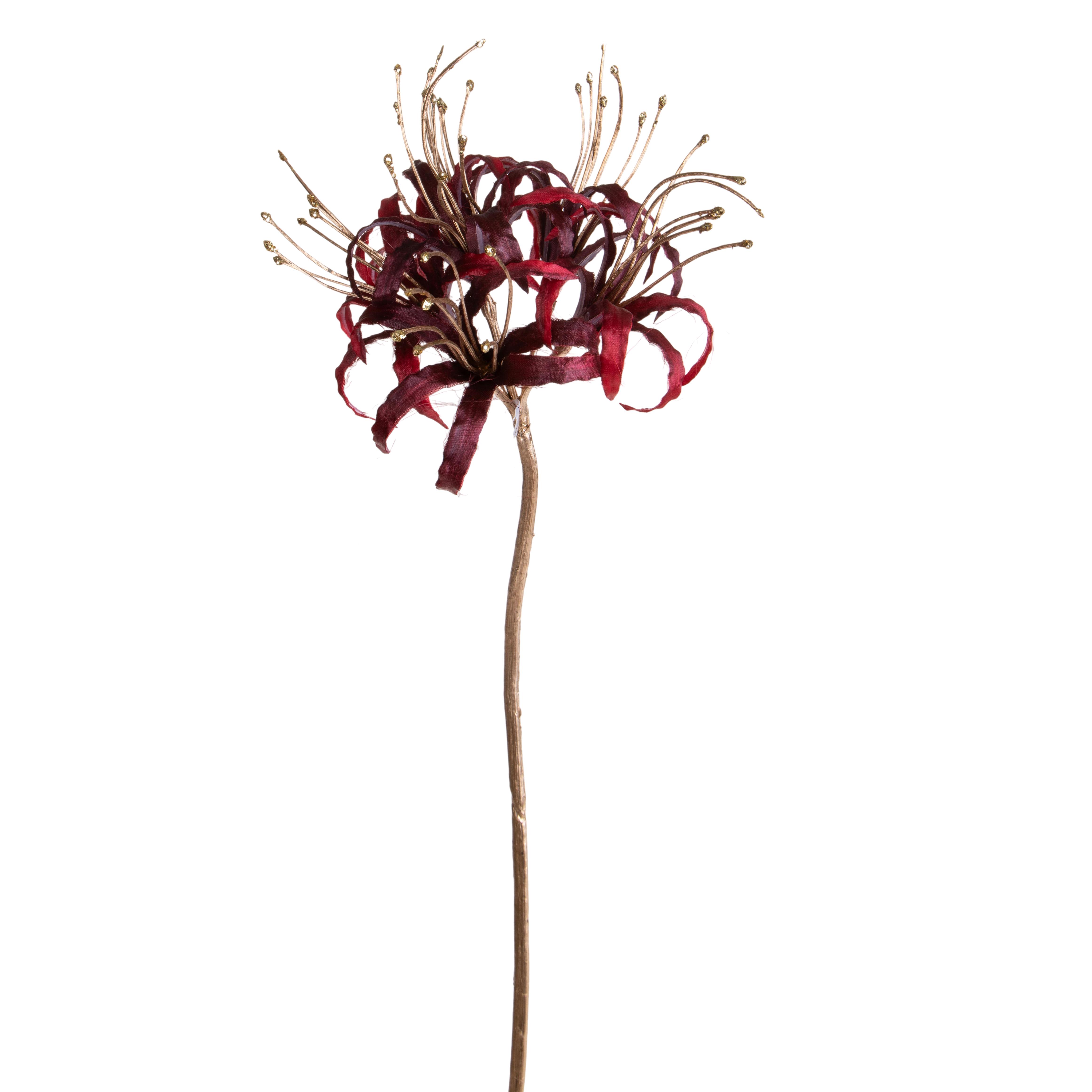 LYCORIS RADIATA H.93 CM