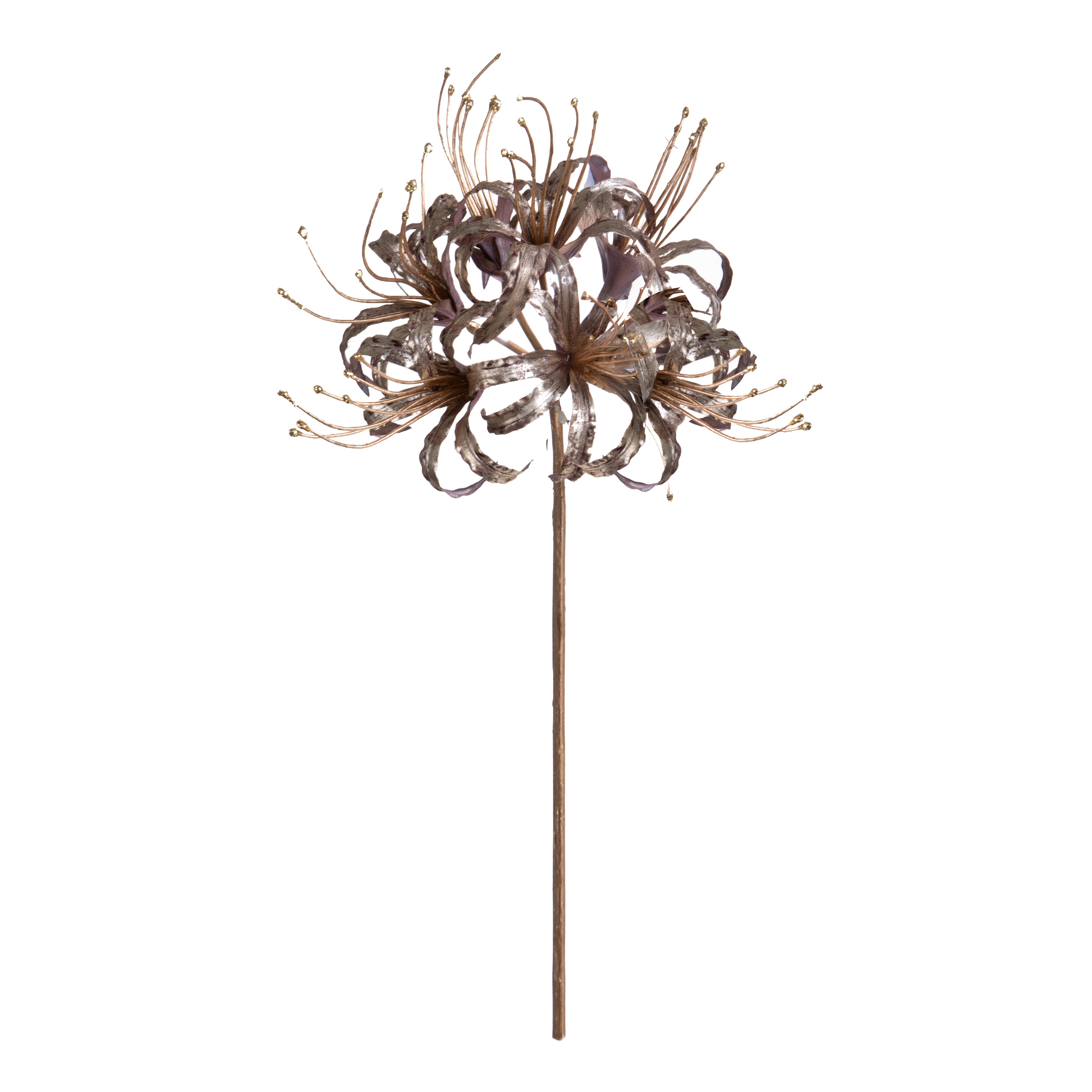 LYCORIS RADIATA H.93 CM