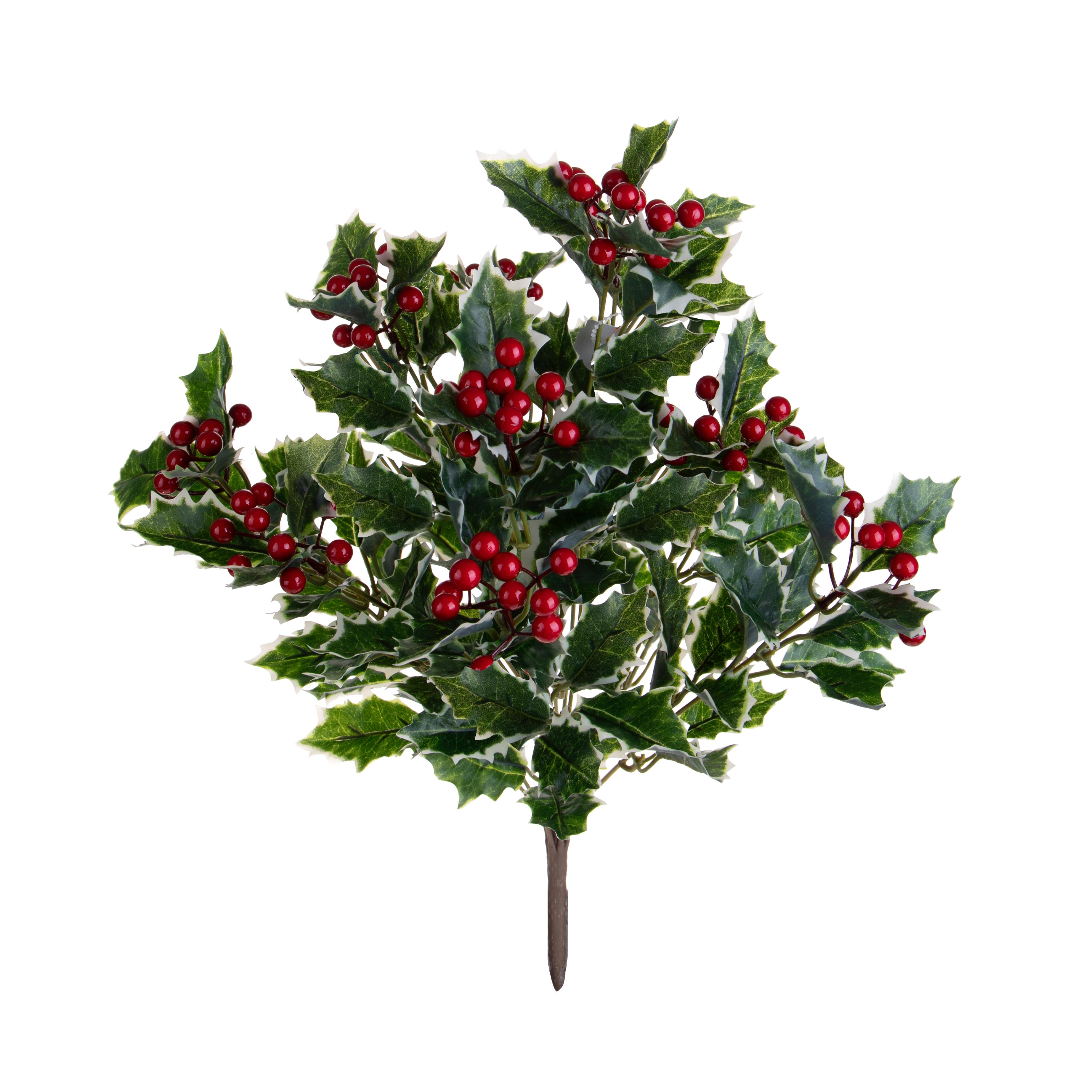 CESPUGLIO AGRIFOGLIO X 10 50 CM