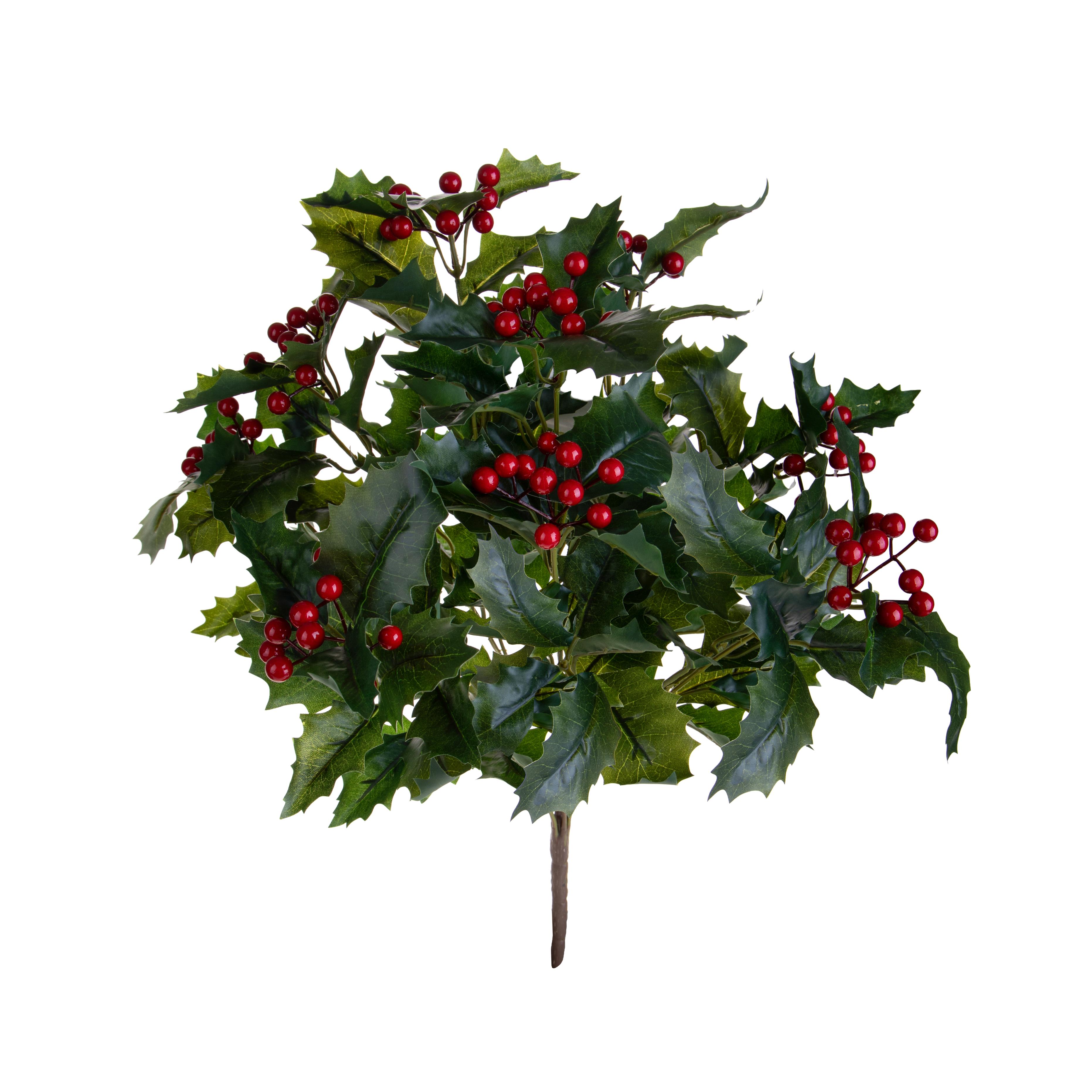 CESPUGLIO AGRIFOGLIO X 10 50 CM