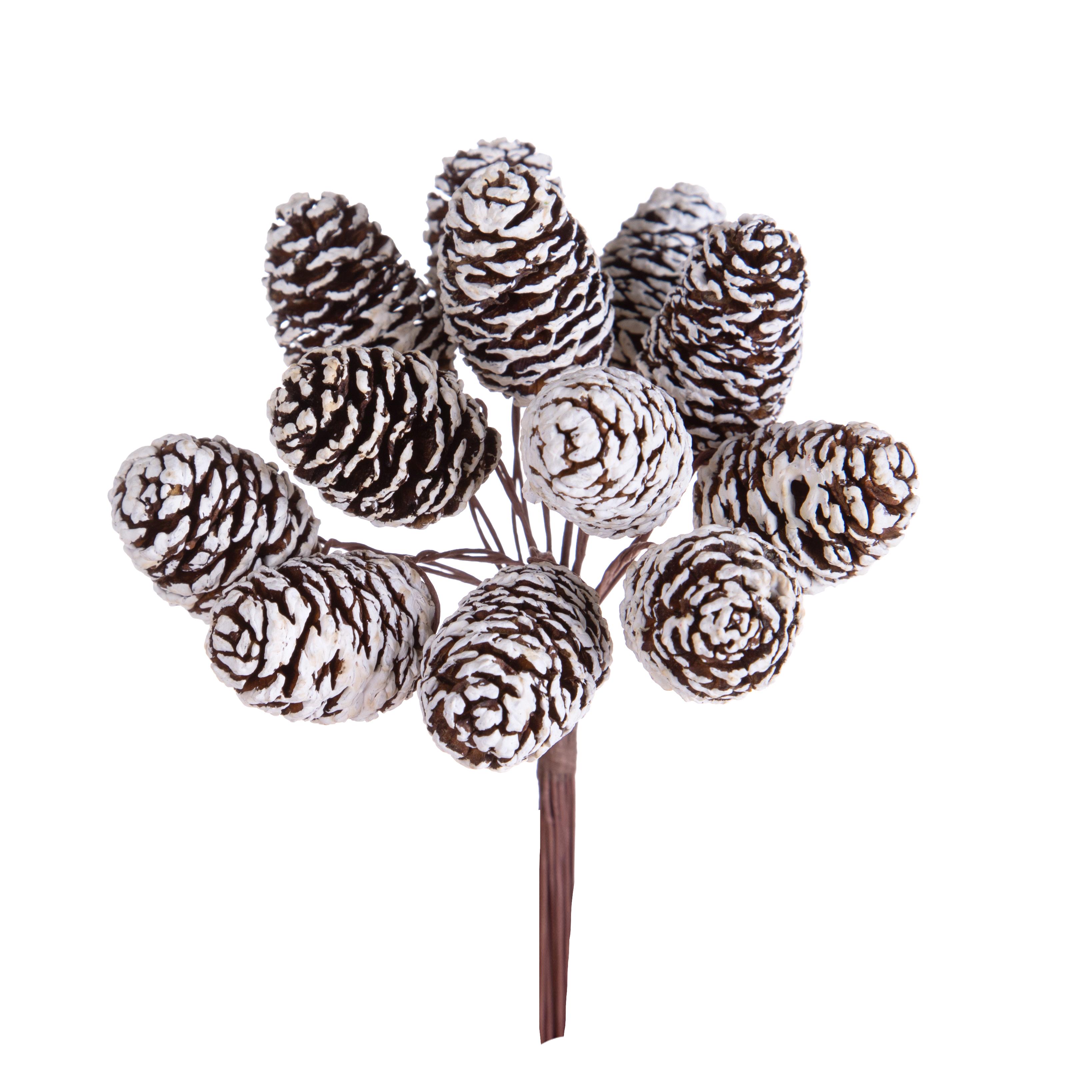 PICK 12 PZ MINI CASORINA 10 CM