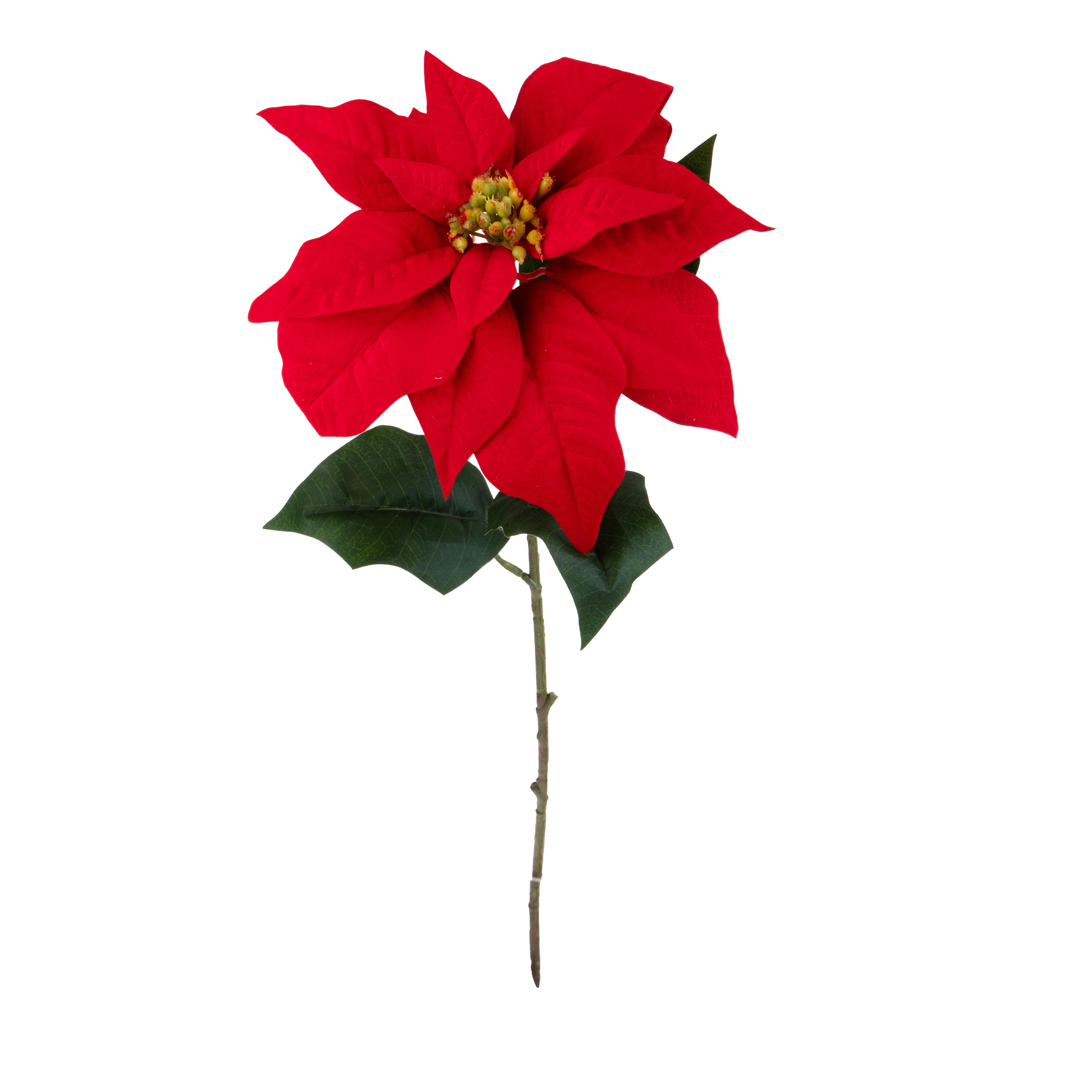 STELLA NATALE H.72 CM