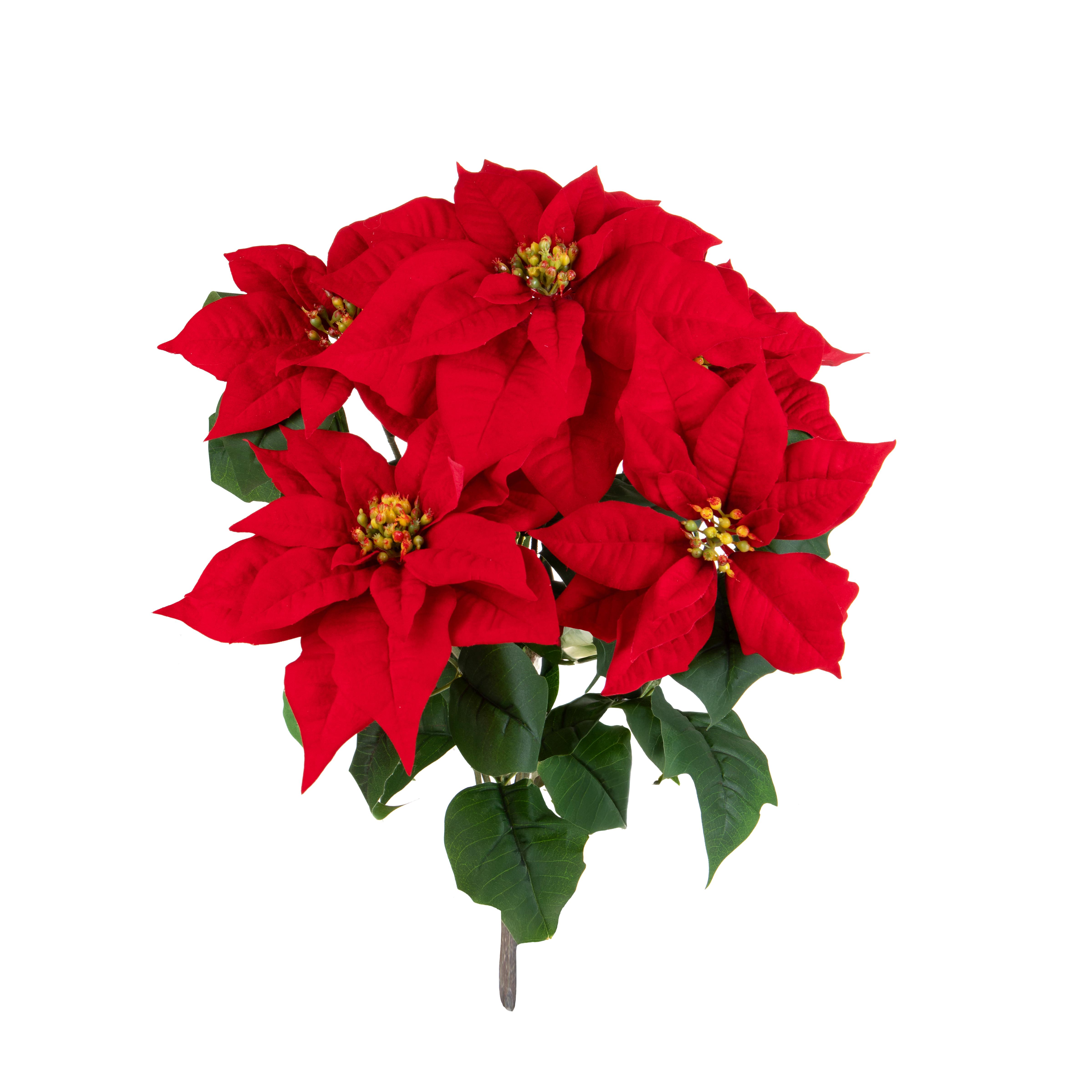 STELLA NATALE X 4 H.60 CM CESPUGLIO