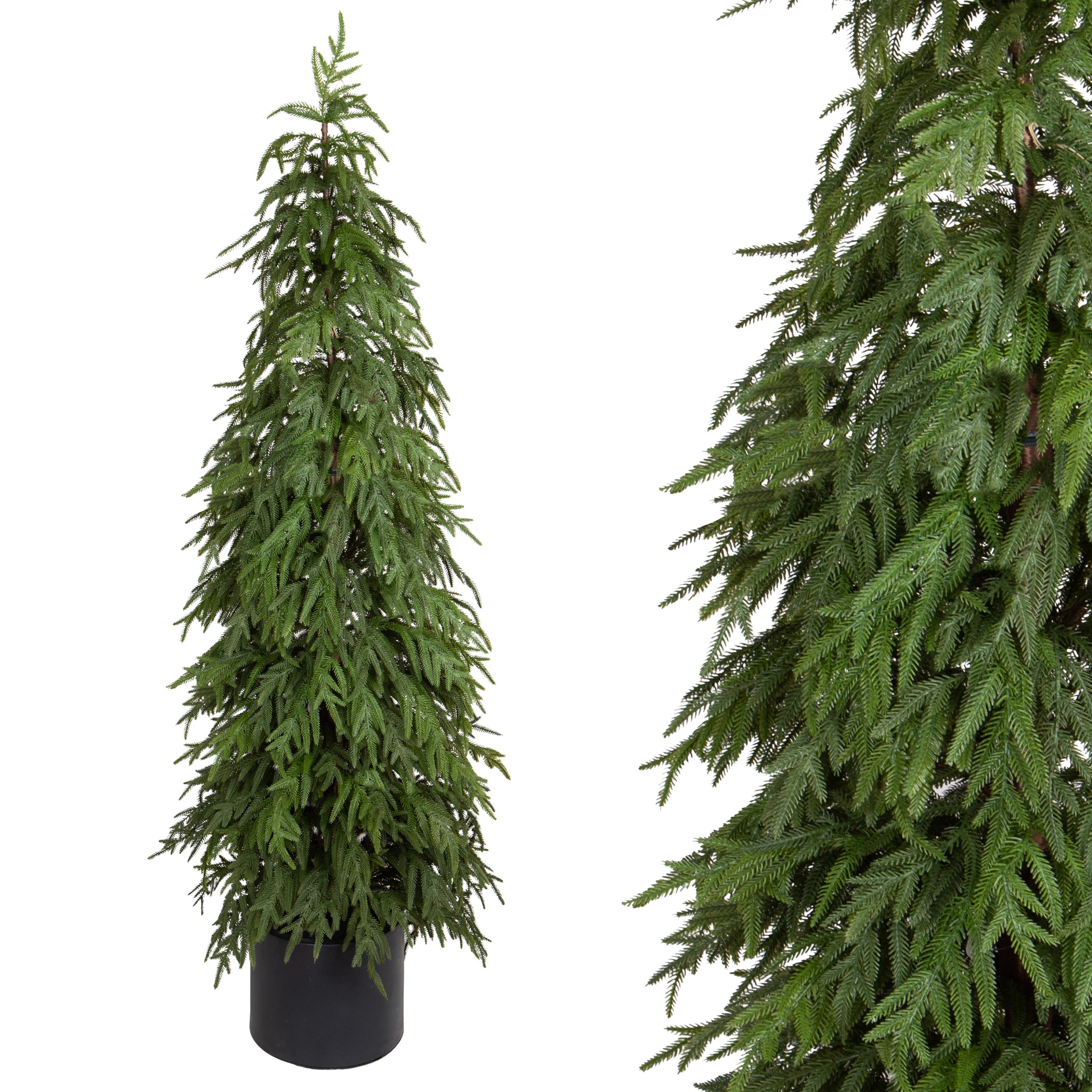 210 ABETE NORFOLK 314 T.STELLATO C/VASO