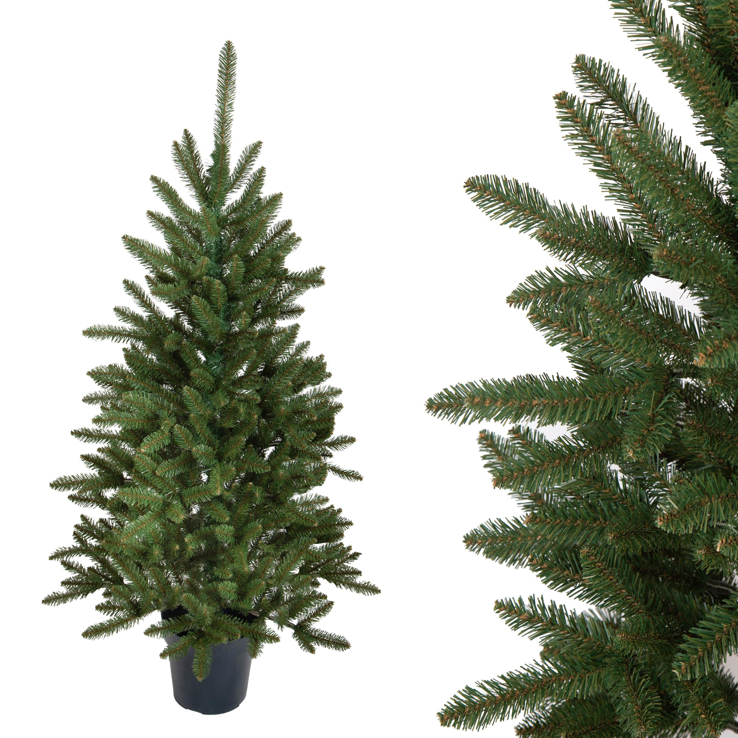 150 ABETE APPENINO 402 TIPS C/VASO