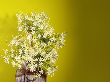 AMARYLLIS, AGAPANTHUS, ALLIM